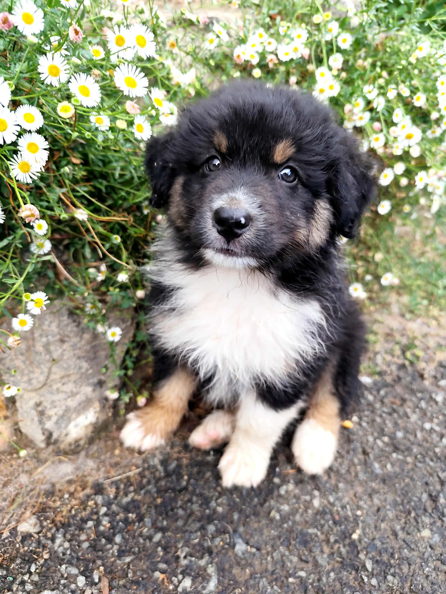 Photo d'un chiot berger australien, issue de la portée de Urban et Jack, âgé de 2 mois.