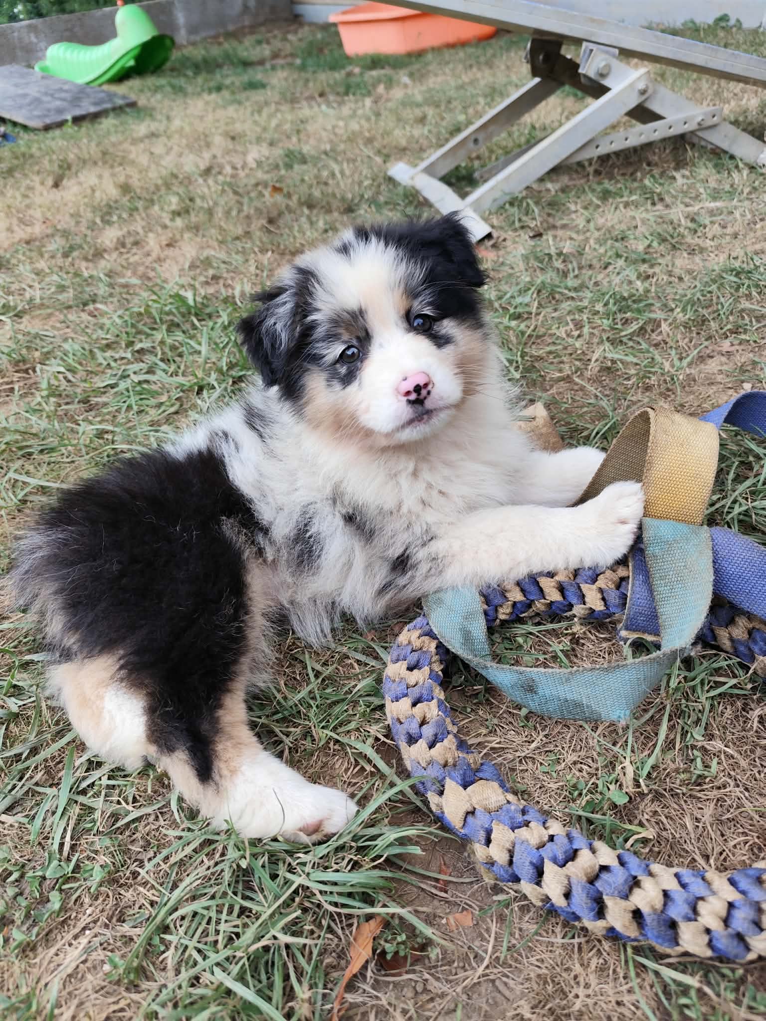 Photo d'un chiot berger australien, issue de la portée de Urban et Jack, âgé de 2 mois.