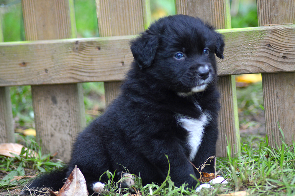 Mâle noir bicolore à 5 semaines Photo d'un chiot berger australien, issue de la portée de Winnie Sherkhan, âgé de 5 semaines.