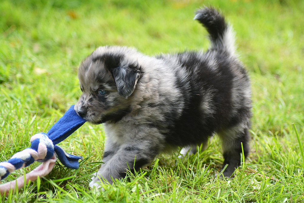 Mâle bleue merle à 5 semaines Photo d'un chiot berger australien, issue de la portée de Winnie Sherkhan, âgé de 5 semaines.