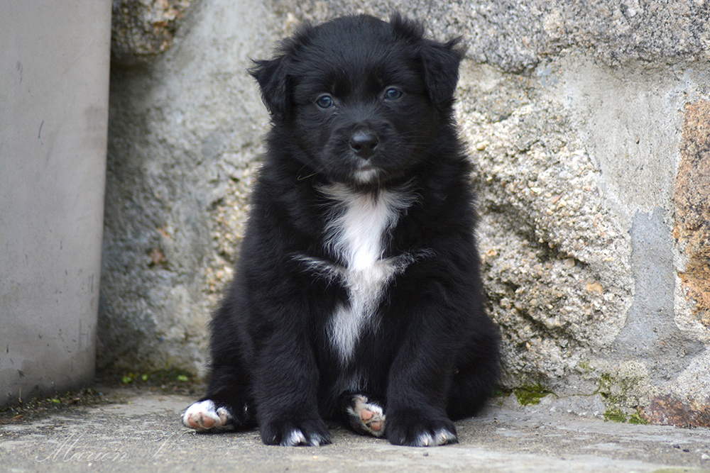 Femelle noire bicolore à 6 semaines Photo d'un chiot berger australien, issue de la portée de Winnie Sherkhan, âgé de 6 semaines.