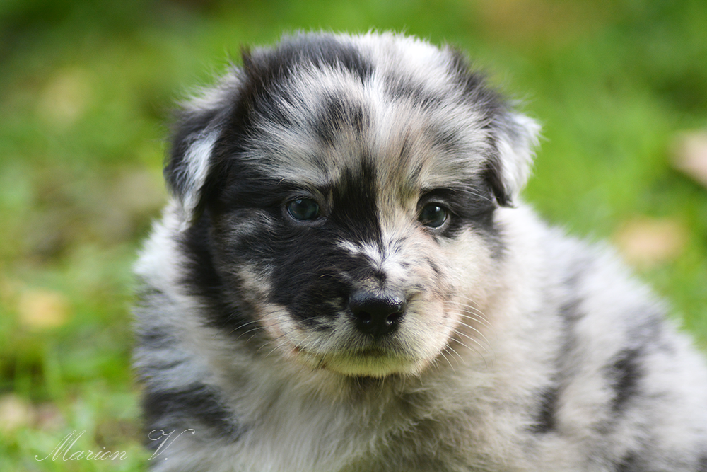 Mâle bleue merle à 5 semaines Photo d'un chiot berger australien, issue de la portée de Winnie Sherkhan, âgé de 5 semaines.
