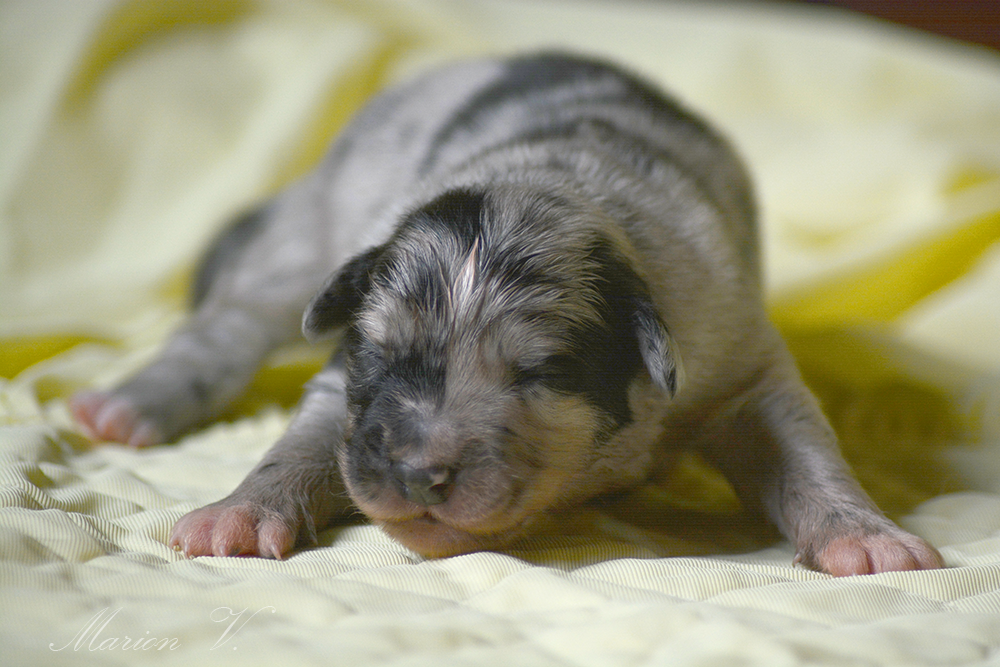Mâle bleu merle bicolore à quelques jours Photo d'un chiot berger australien, issue de la portée de Winnie et Sherkhan, âgé de quelques jours.