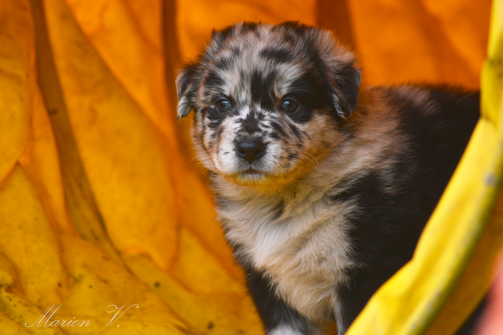 Femelle bleue merle à 5 semaines Photo d'un chiot berger australien, issue de la portée de Winnie Sherkhan, âgé de 5 semaines.