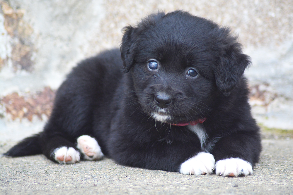 Femelle noire bicolore à 6 semaines Photo d'un chiot berger australien, issue de la portée de Winnie Sherkhan, âgé de 6 semaines.