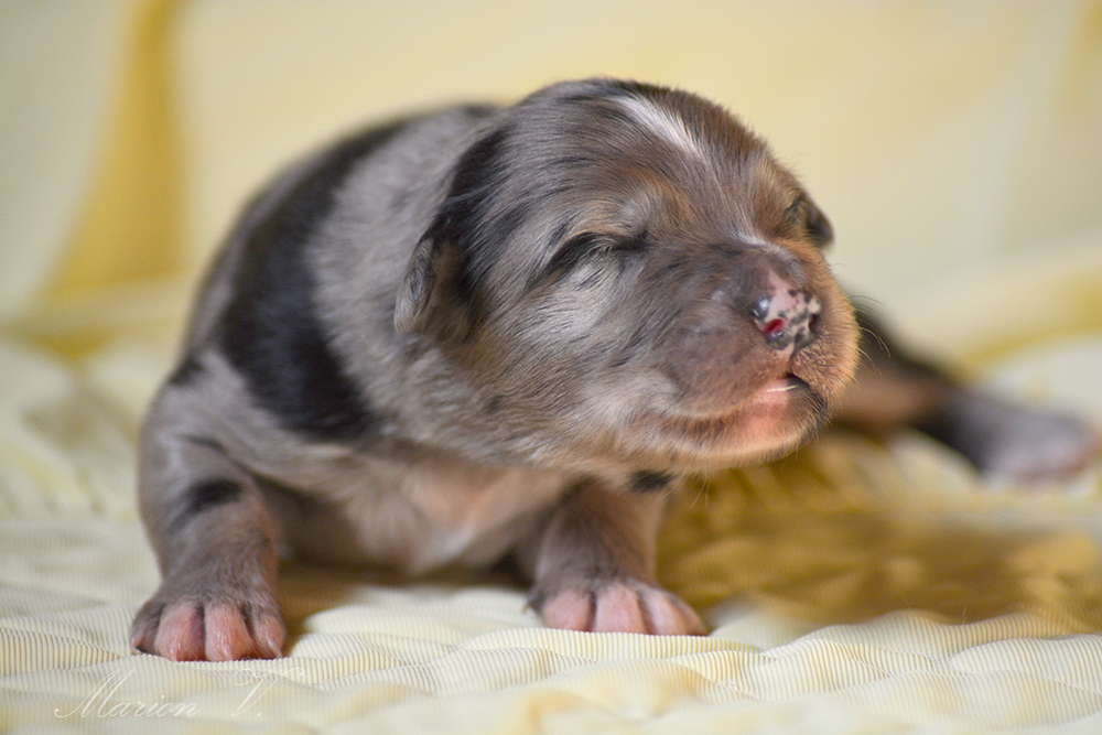 Mâle bleu merle bicolore à quelques jours Photo d'un chiot berger australien, issue de la portée de Winnie et Sherkhan, âgé de quelques jours.
