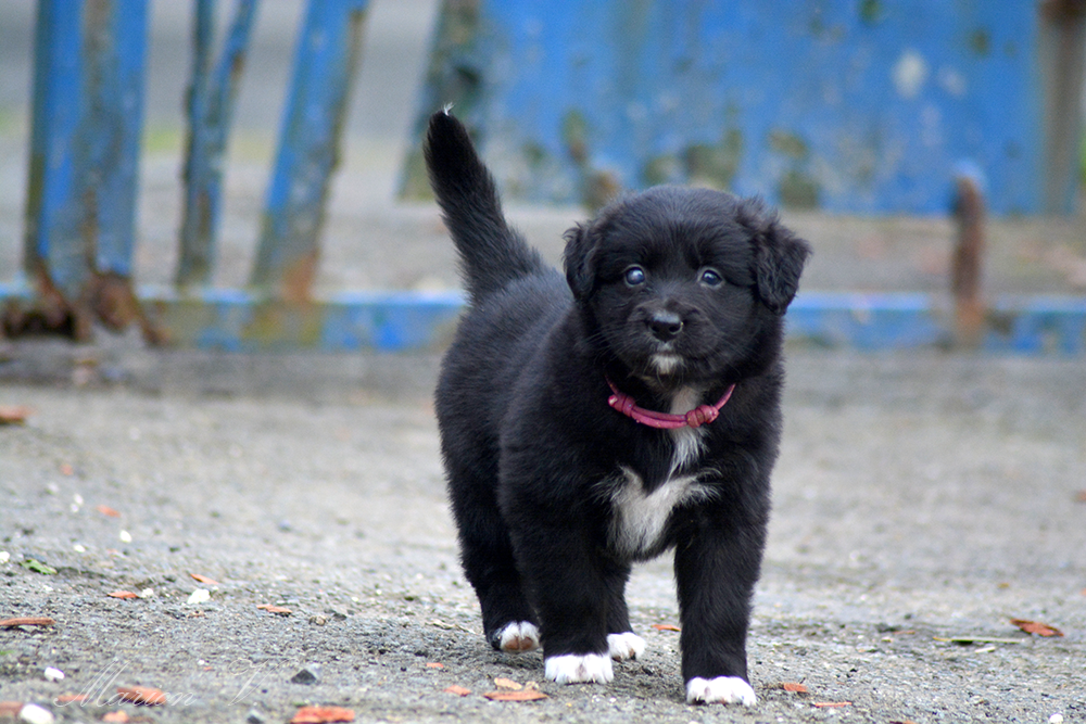 Femelle noire bicolore à 6 semaines Photo d'un chiot berger australien, issue de la portée de Winnie Sherkhan, âgé de 6 semaines.