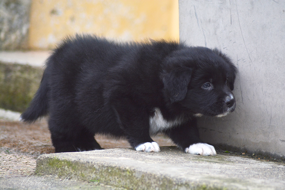 Mâle noir bicolore à 6 semaines Photo d'un chiot berger australien, issue de la portée de Winnie Sherkhan, âgé de 6 semaines.