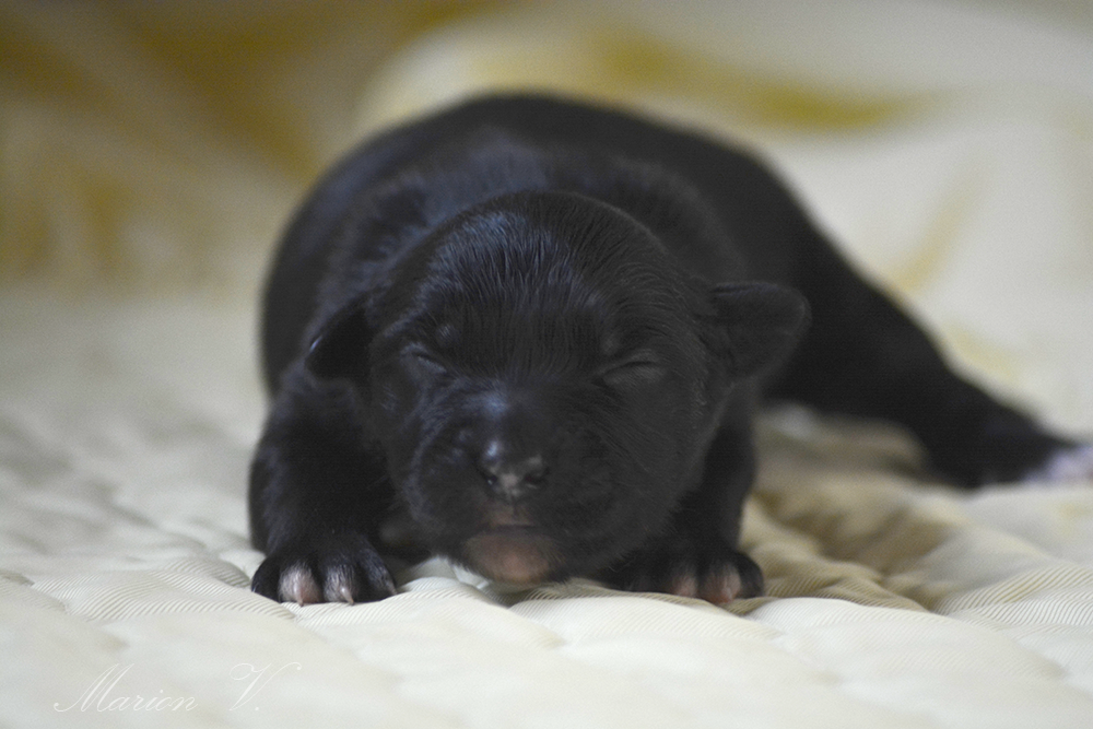 Femelle noire bicolore à quelques jours Photo d'un chiot berger australien, issue de la portée de Winnie et Sherkhan, âgé de quelques jours.