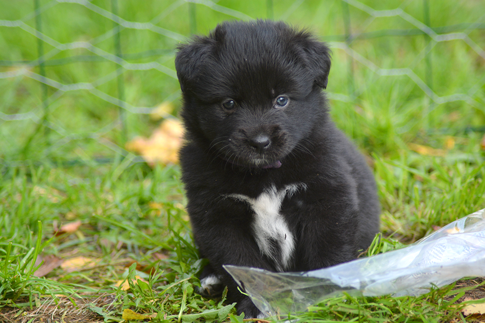 Femelle noire bicolore à 5 semaines Photo d'un chiot berger australien, issue de la portée de Winnie Sherkhan, âgé de 5 semaines.