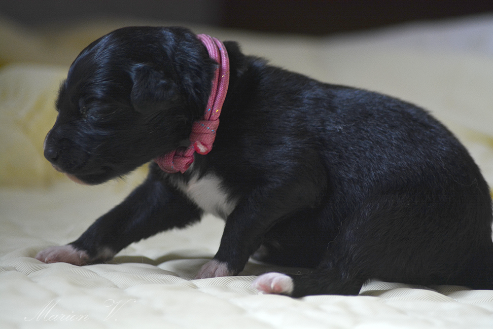 Femelle noire bicolore à quelques jours Photo d'un chiot berger australien, issue de la portée de Winnie et Sherkhan, âgé de quelques jours.