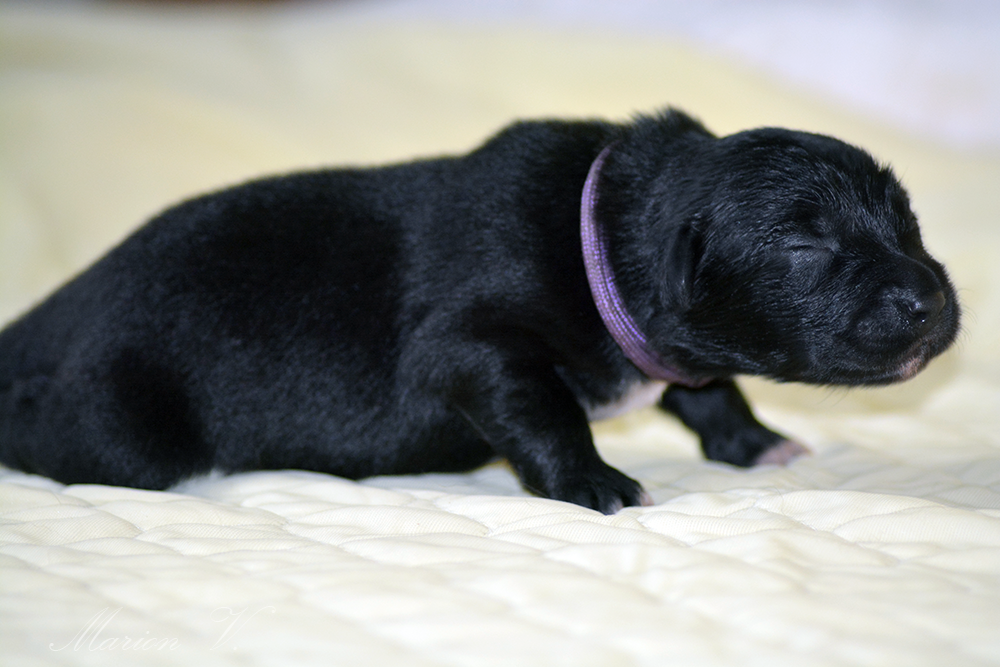 Femelle noire bicolore à quelques jours Photo d'un chiot berger australien, issue de la portée de Winnie et Sherkhan, âgé de quelques jours.
