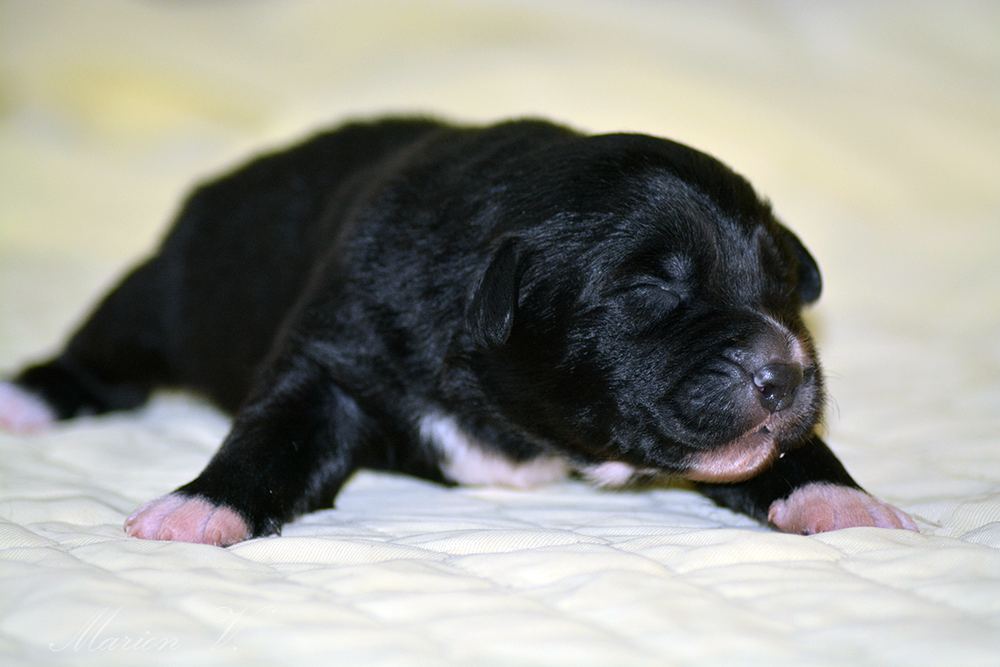 Mâle noir bicolore à quelques jours Photo d'un chiot berger australien, issue de la portée de Winnie et Sherkhan, âgé de quelques jours.