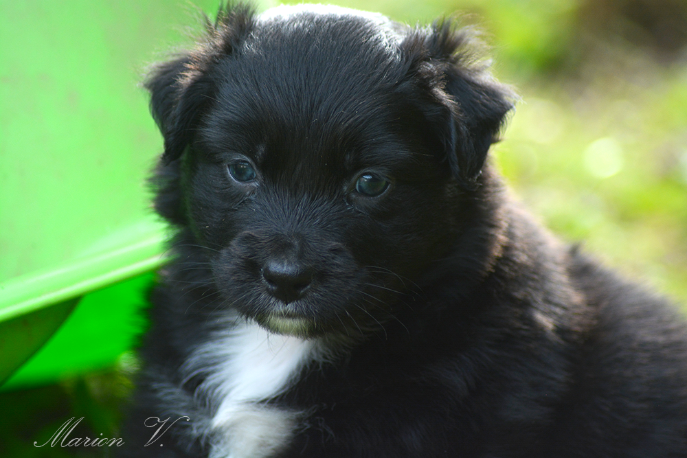 Femelle noire bicolore à 5 semaines Photo d'un chiot berger australien, issue de la portée de Winnie Sherkhan, âgé de 5 semaines.