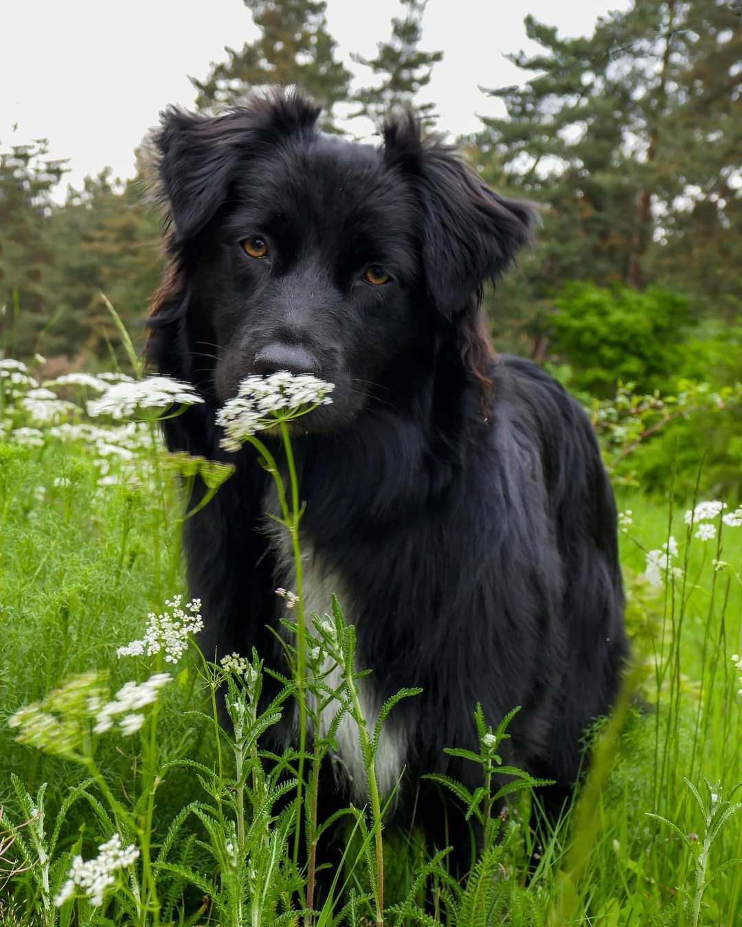 Femelle noire bicolore à 6 mois Photo d'un chiot berger australien, issue de la portée de Winnie Sherkhan, âgé de 6 mois.