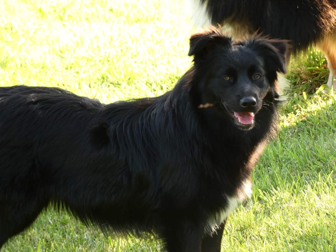 Femelle noire bicolore à 6 mois Photo d'un chiot berger australien, issue de la portée de Winnie Sherkhan, âgé de 6 mois.