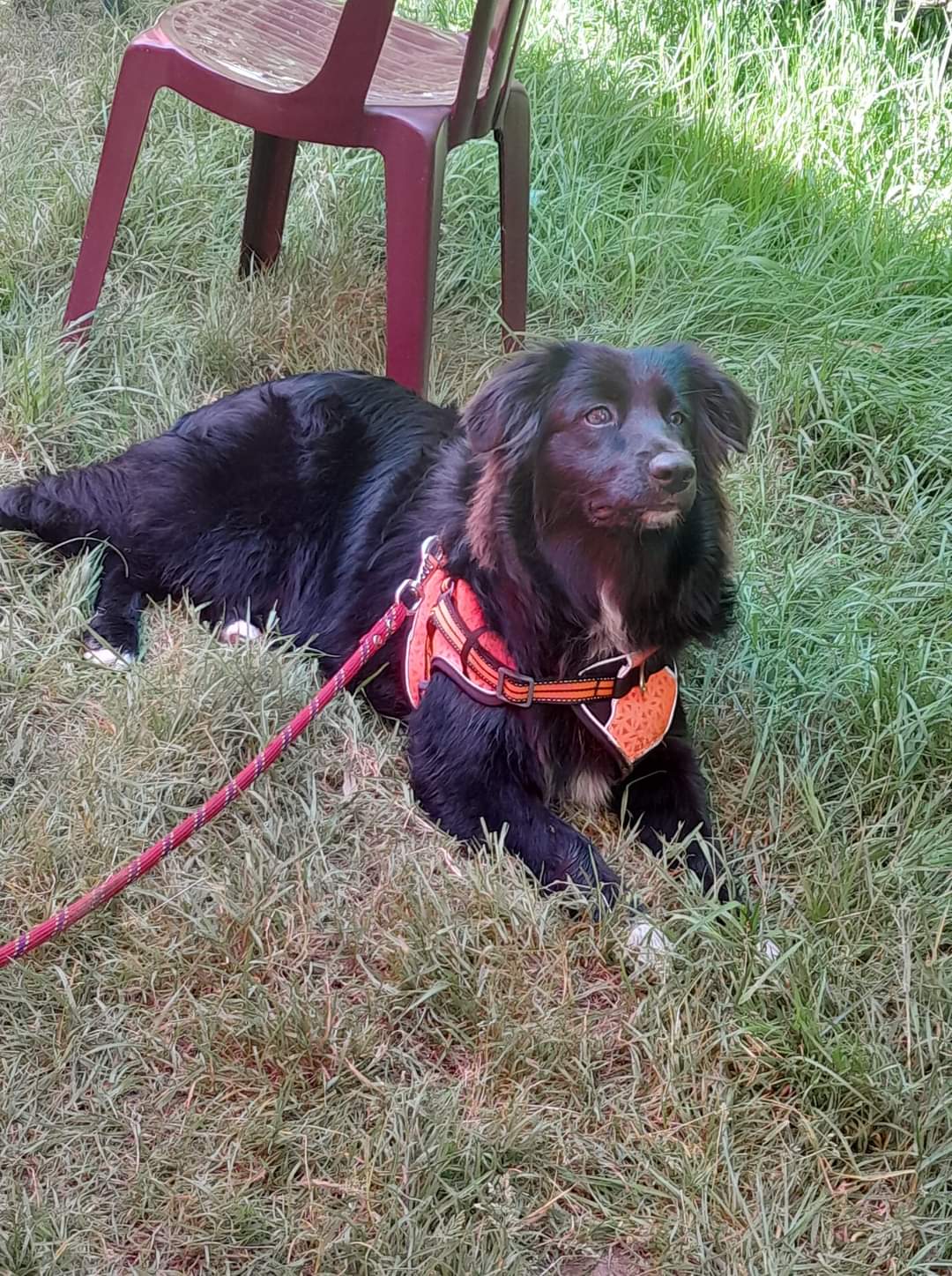 Femelle noire bicolore à 6 mois Photo d'un chiot berger australien, issue de la portée de Winnie Sherkhan, âgée de 6 mois.