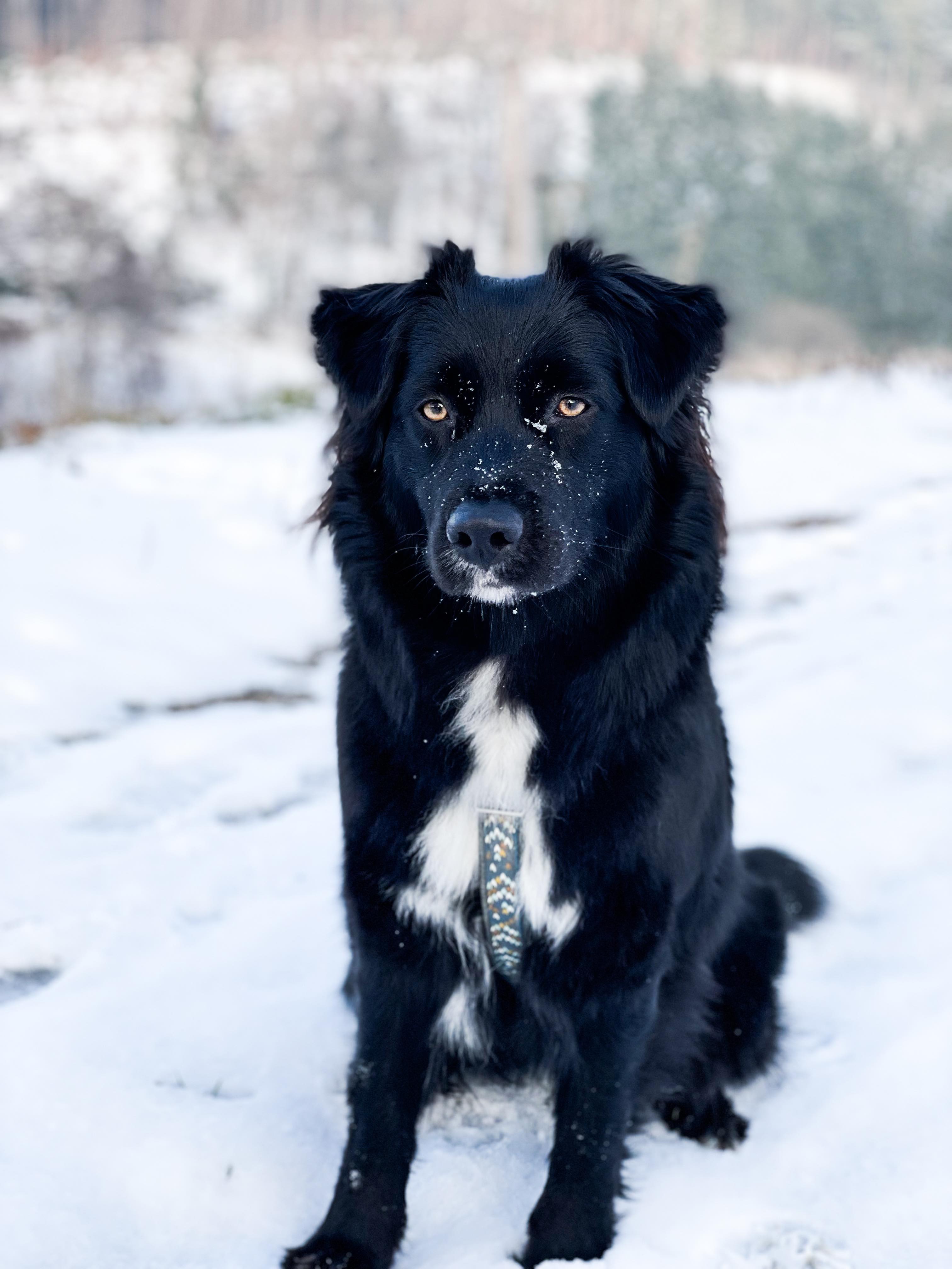 Photo d'un chiot berger australien, issue de la portée de Winnie Sherkhan, âgé de 6 mois.