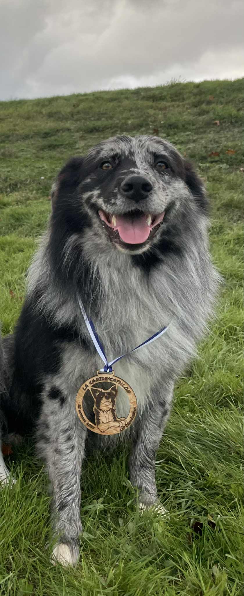 Photo d'un chiot berger australien, issue de la portée de Winnie Sherkhan, âgé de 6 mois.