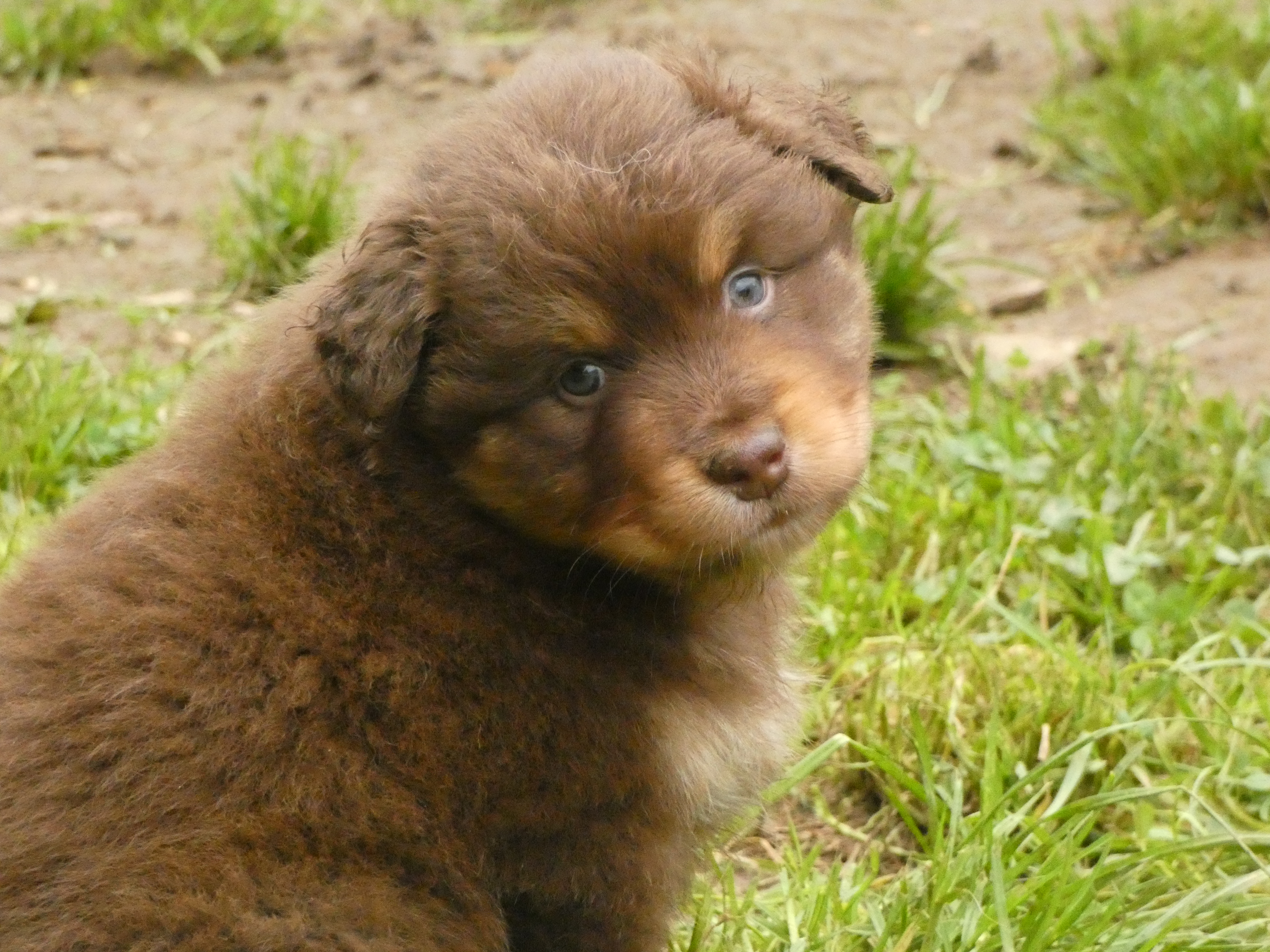 Photo d'un chiot berger australien, issue de la portée de Winnie et Réglisse, âgé de 6 semaines.