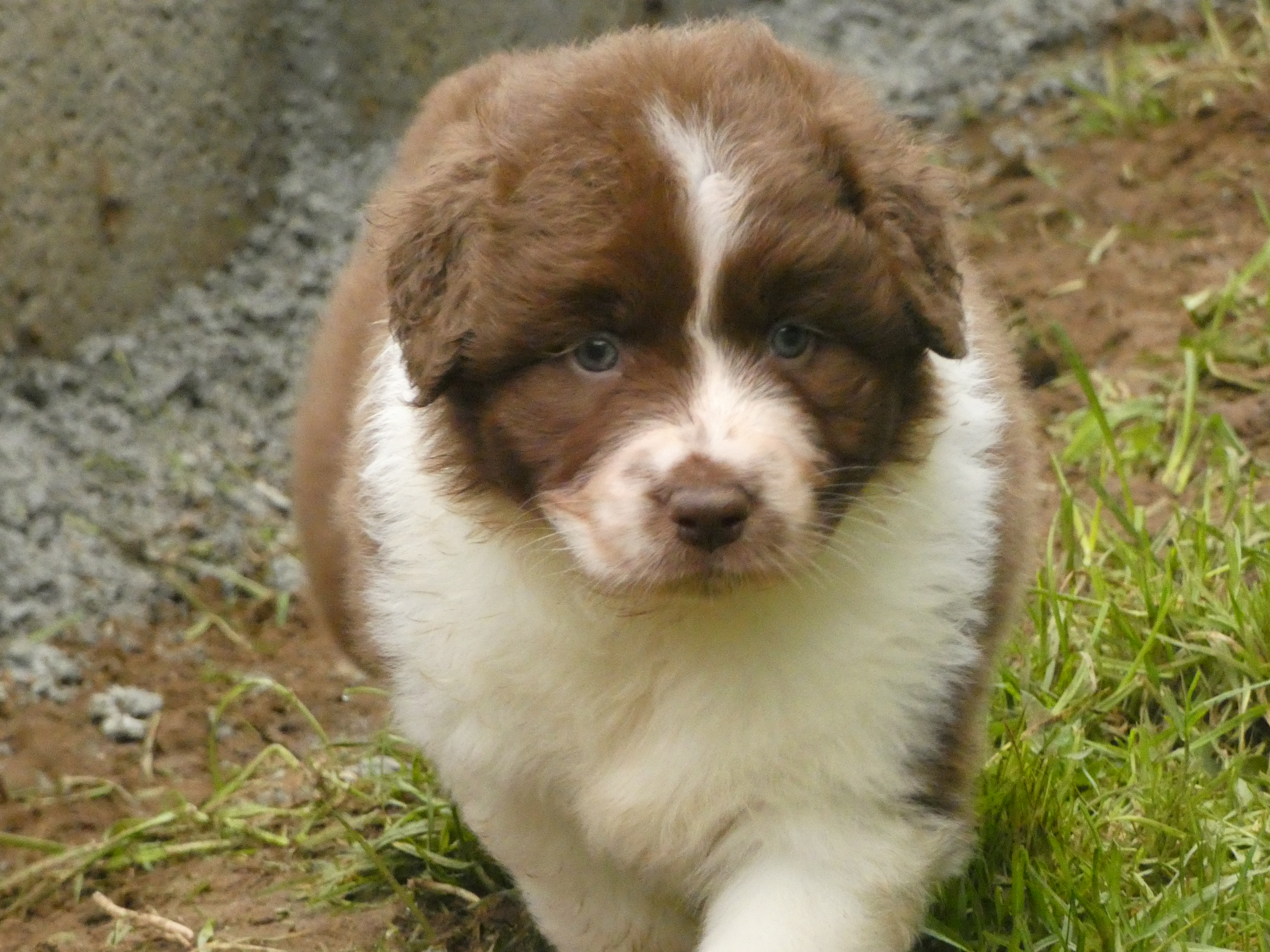 Photo d'un chiot berger australien, issue de la portée de Winnie et Réglisse, âgé de 6 semaines.
