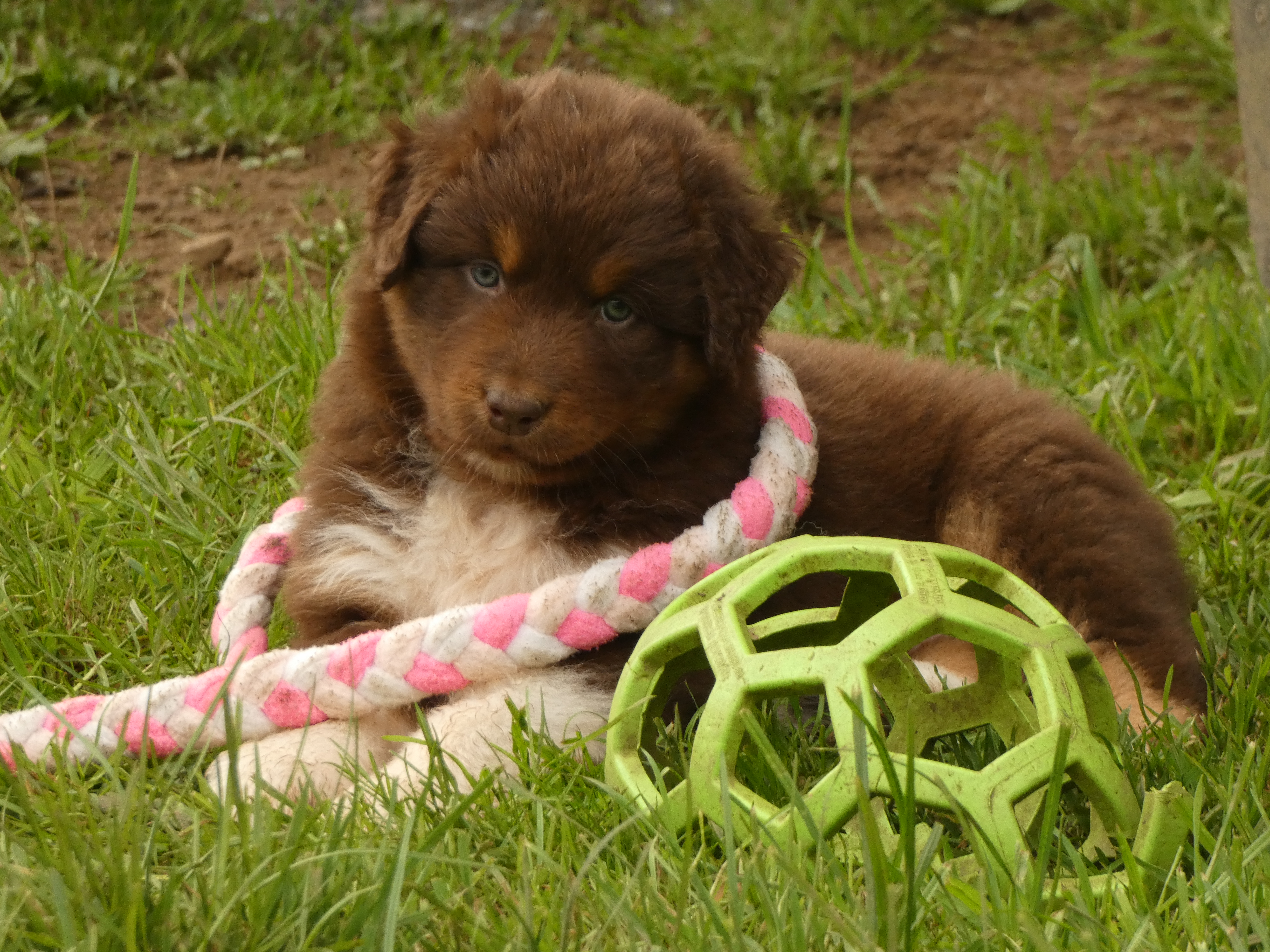 Photo d'un chiot berger australien, issue de la portée de Winnie et Réglisse, âgé de 6 semaines.