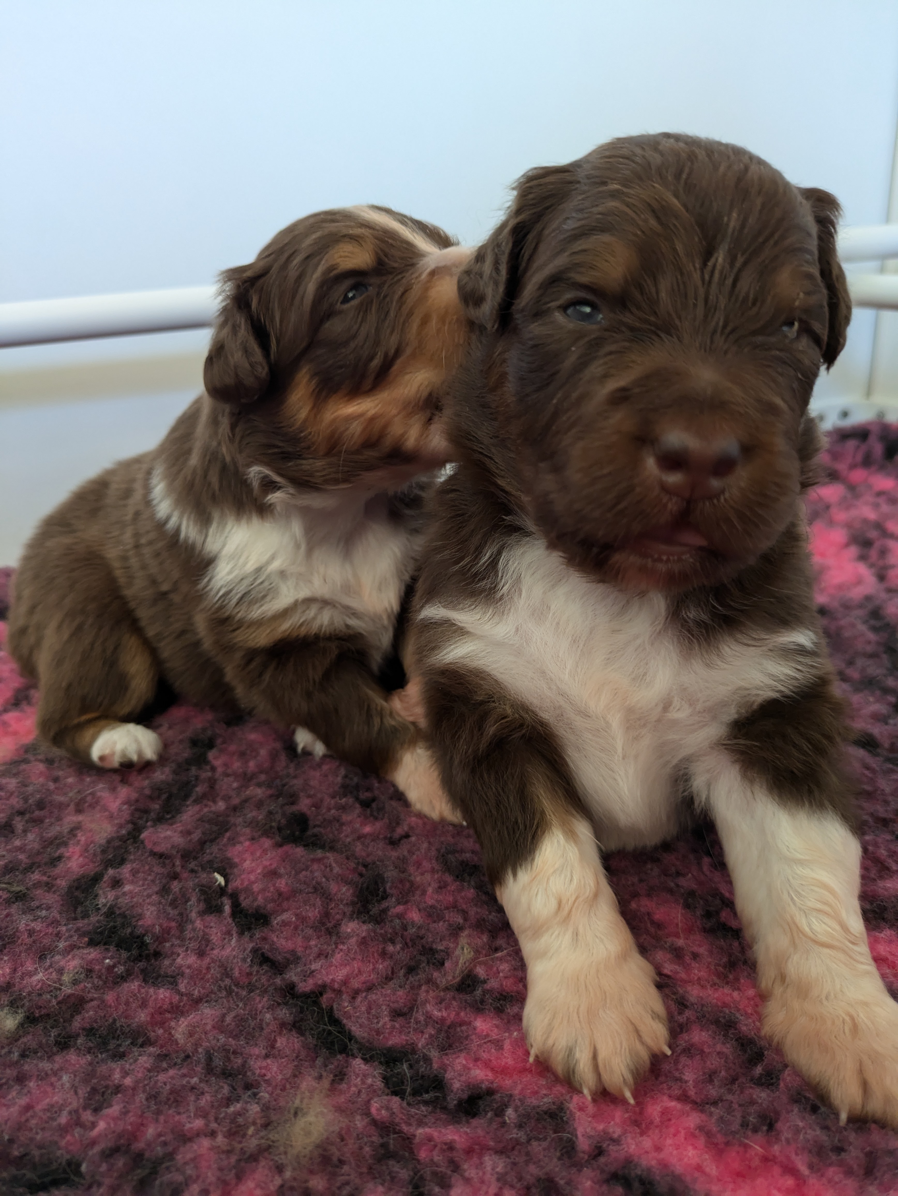 Femelle rouge tricolore à 2 semaines Photo d'un chiot berger australien, issue de la portée de Winnie et Réglisse, âgé de 2 semaines.