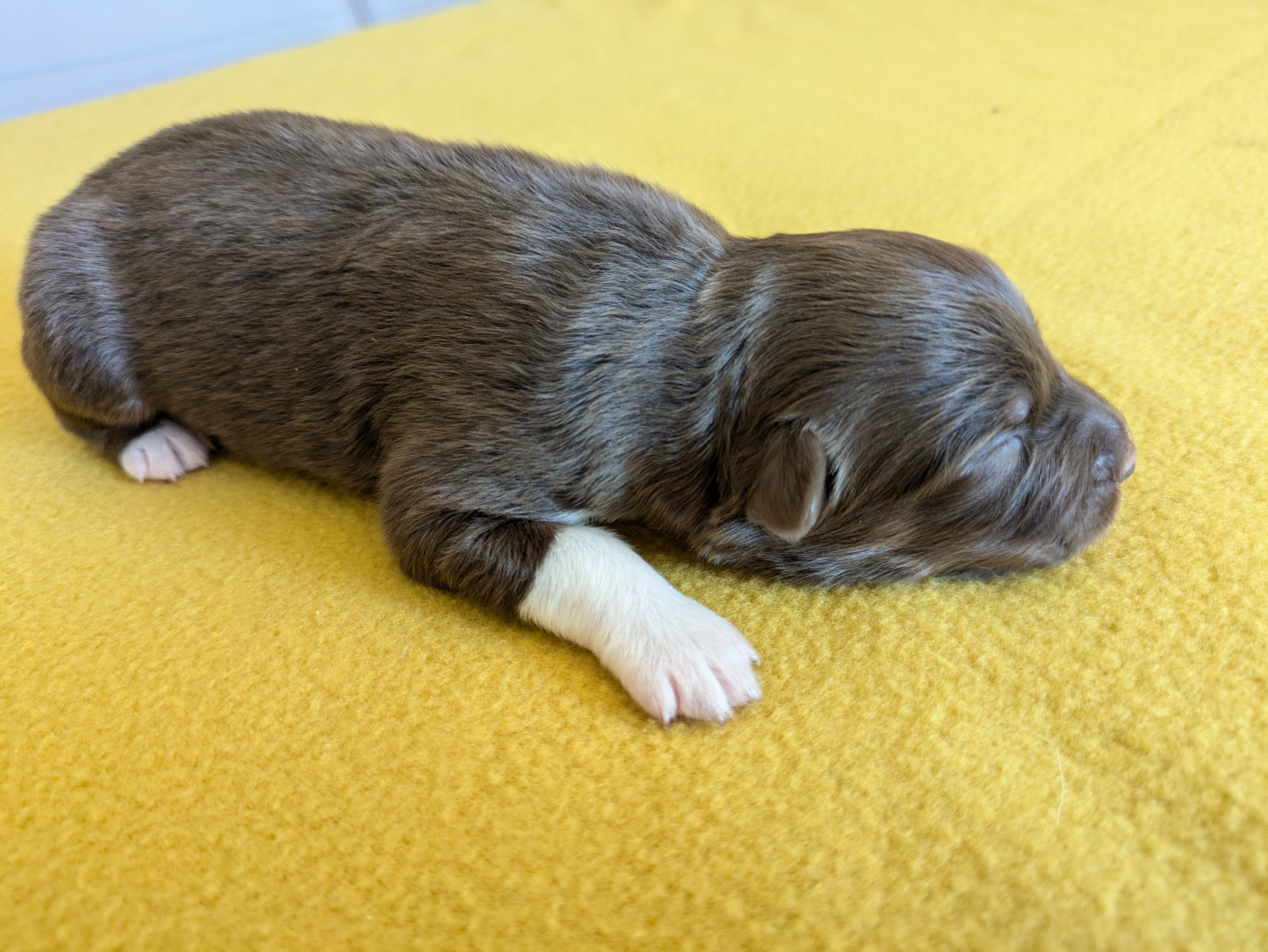 Femelle rouge tricolore à 4 jours Photo d'un chiot berger australien, issue de la portée de Winnie et Réglisse, âgé de 4 jours.