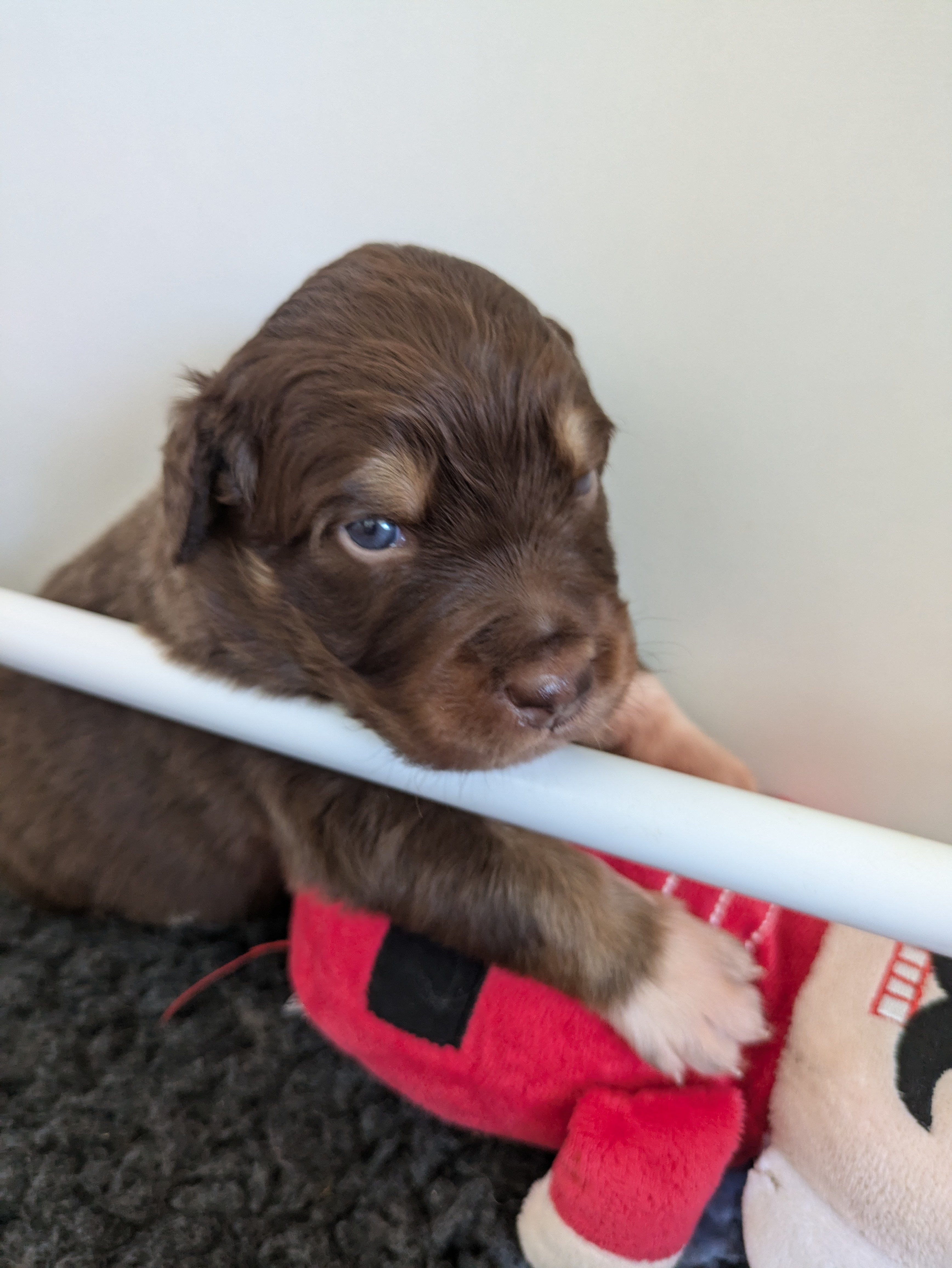 Mâle rouge tricolore à 2 semaines Photo d'un chiot berger australien, issu de la portée de Winnie et Réglisse, âgé de 2 semaines.
