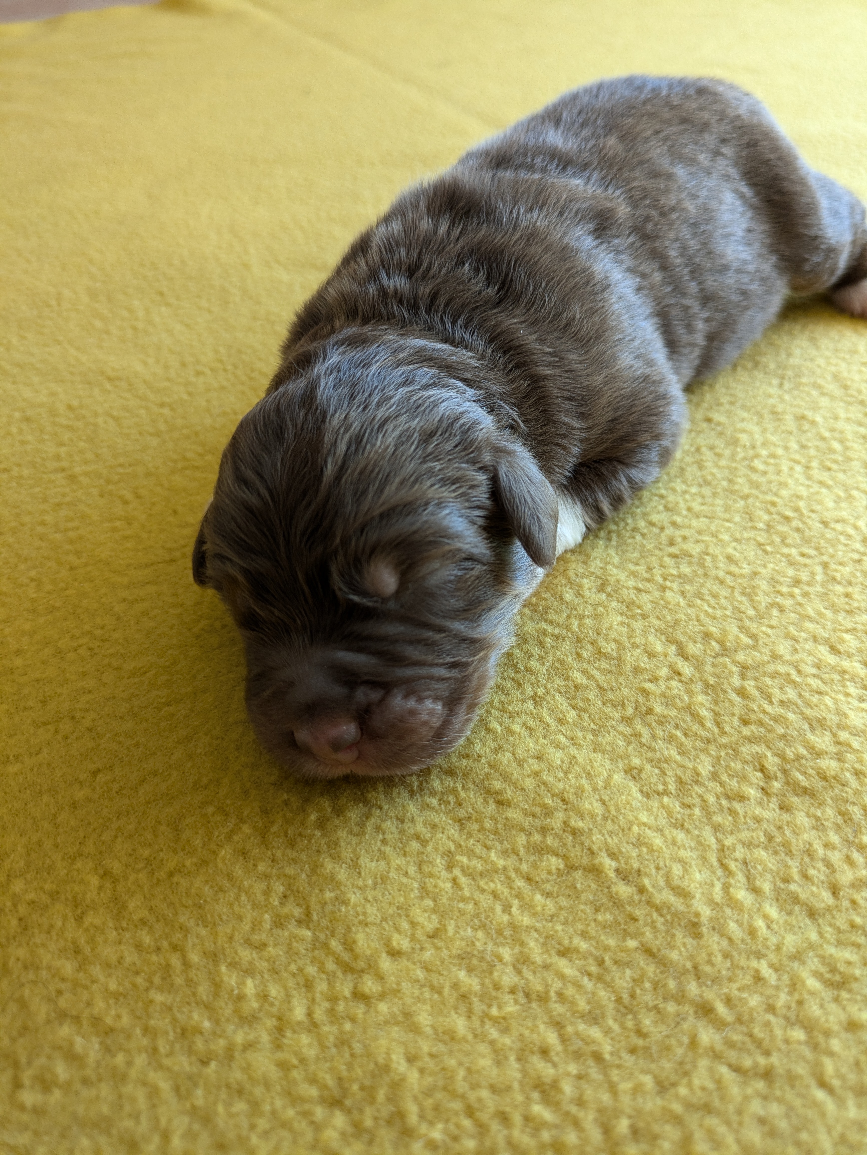 Mâle rouge tricolore à 4 jours Photo d'un chiot berger australien, issu de la portée de Winnie et Réglisse, âgé de 4 jours.