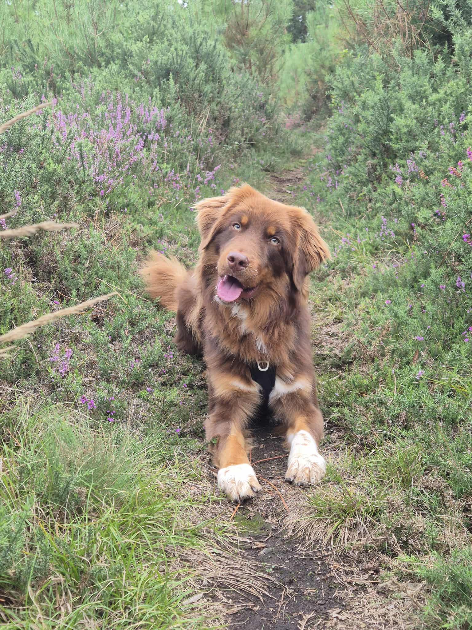 Photo d'un chiot berger australien, issu de la portée de Winnie et Réglisse.
