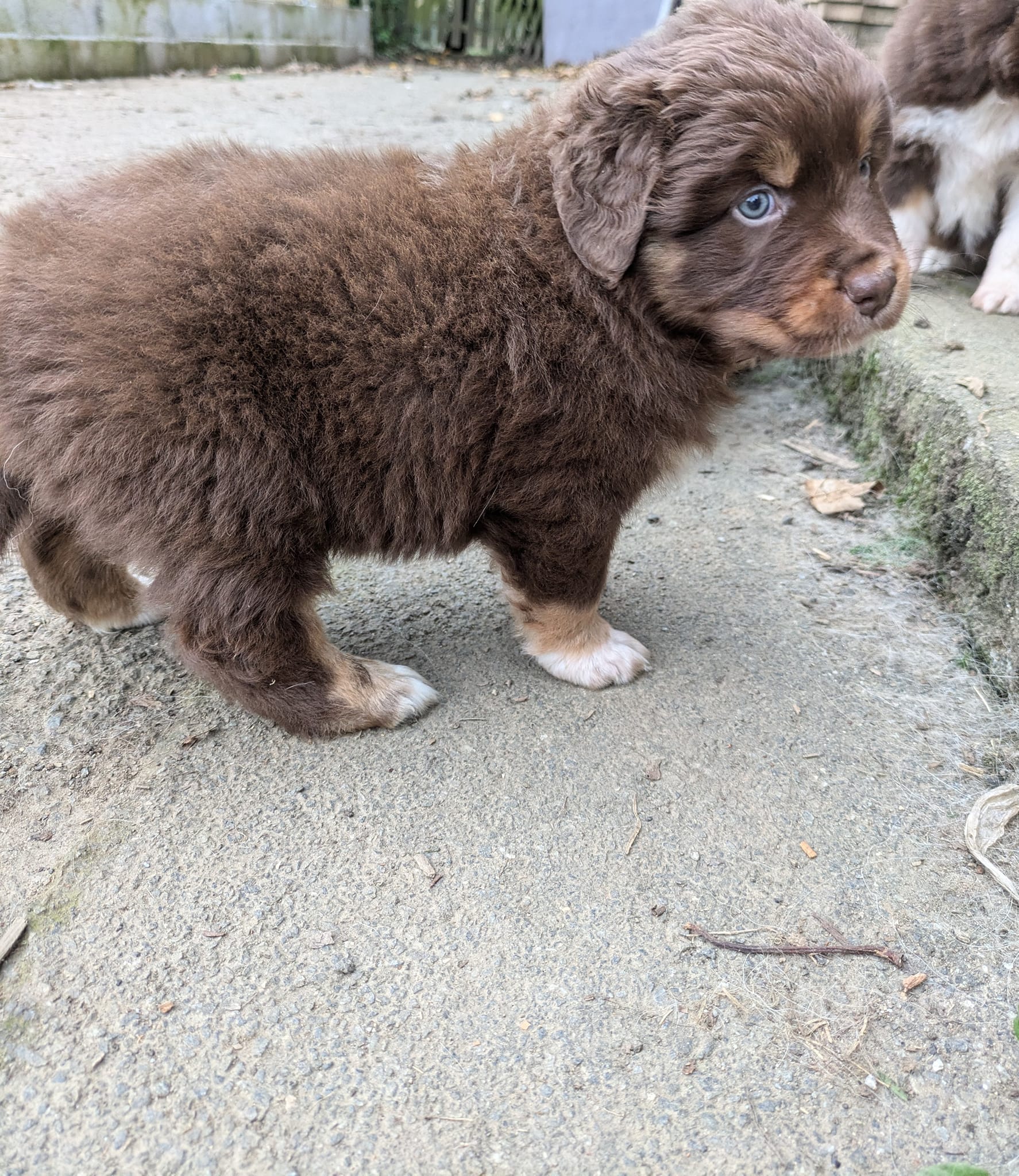 Mâle rouge tricolore à 6 semaines Photo d'un chiot berger australien, issu de la portée de Winnie et Réglisse, âgé de 6 semaines.