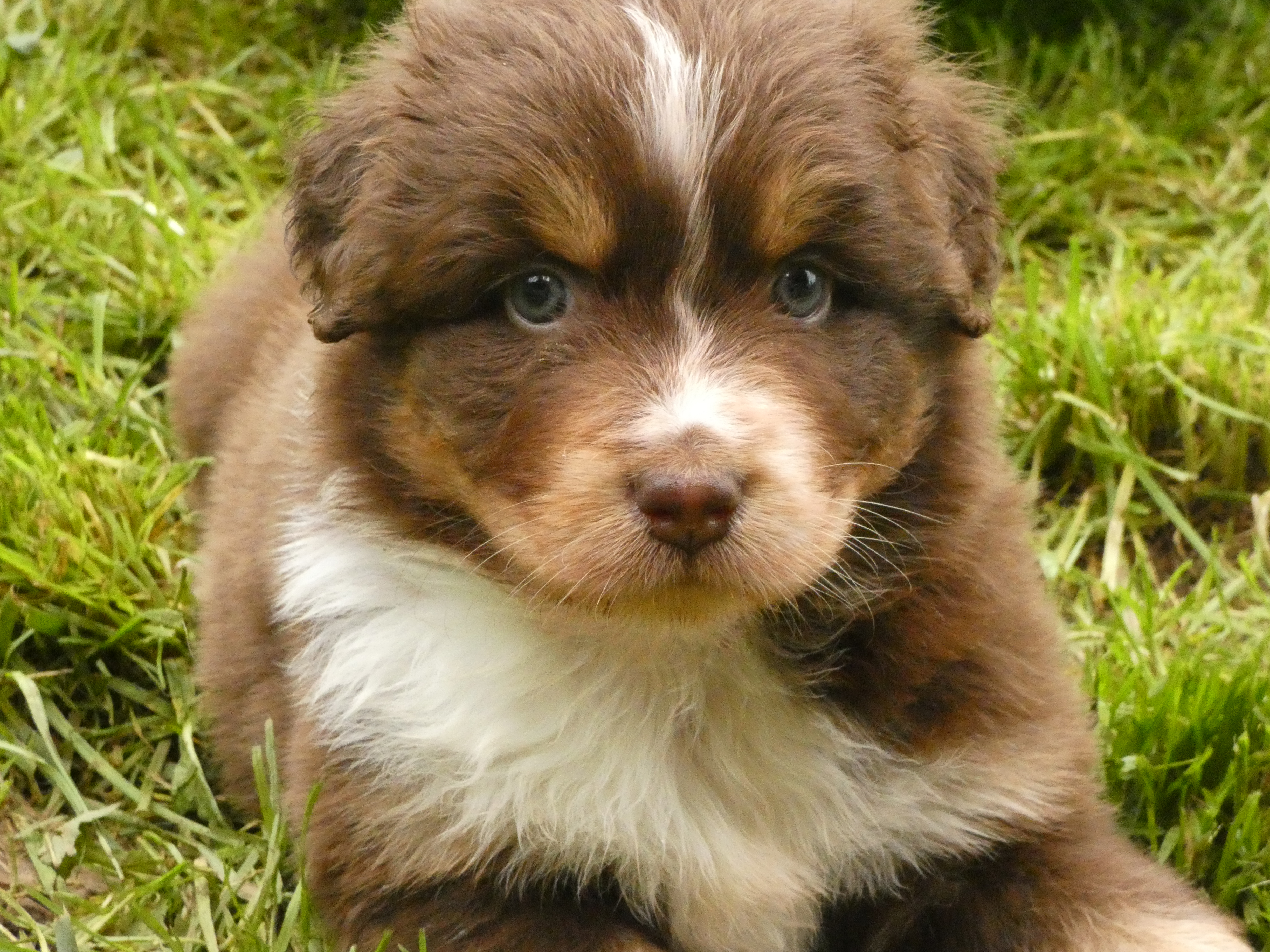 Photo d'un chiot berger australien, issue de la portée de Winnie et Réglisse, âgé de 6 semaines.