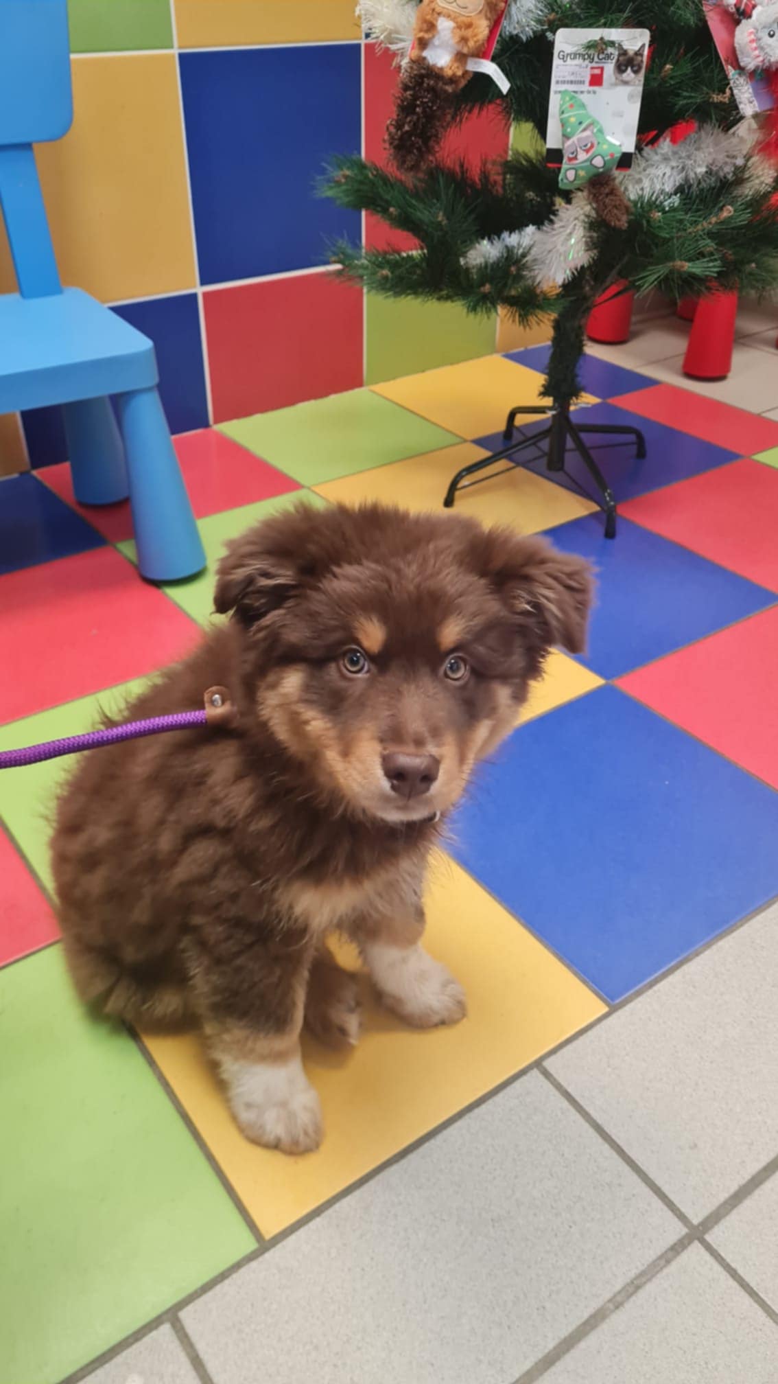 Photo d'un chiot berger australien, issue de la portée de Winnie et Réglisse.