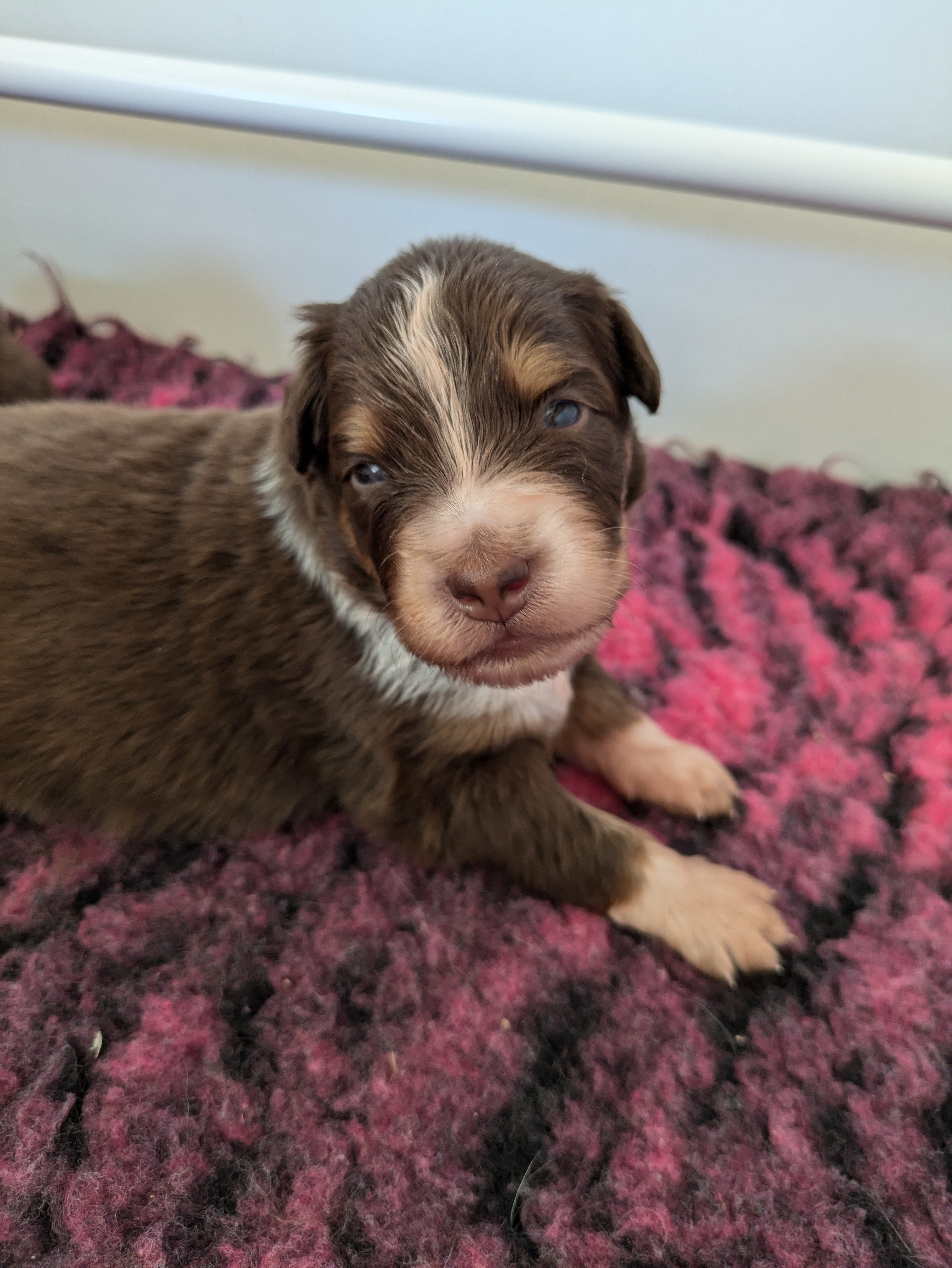Femelle rouge tricolore à 2 semaines Photo d'un chiot berger australien, issue de la portée de Winnie et Réglisse, âgé de 2 semaines.