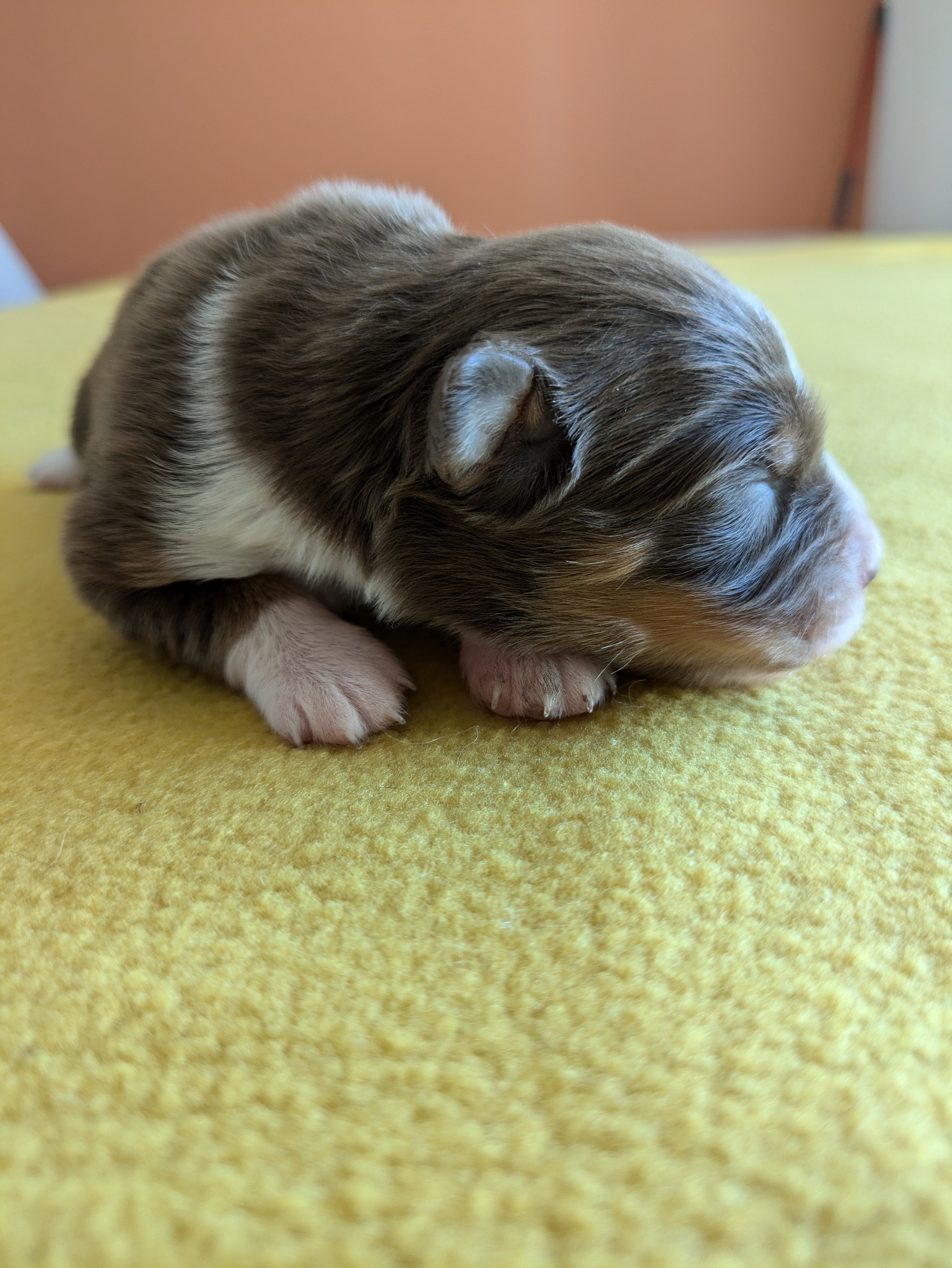Femelle rouge tricolore à 4 jours Photo d'un chiot berger australien, issue de la portée de Winnie et Réglisse, âgé de 4 jours.
