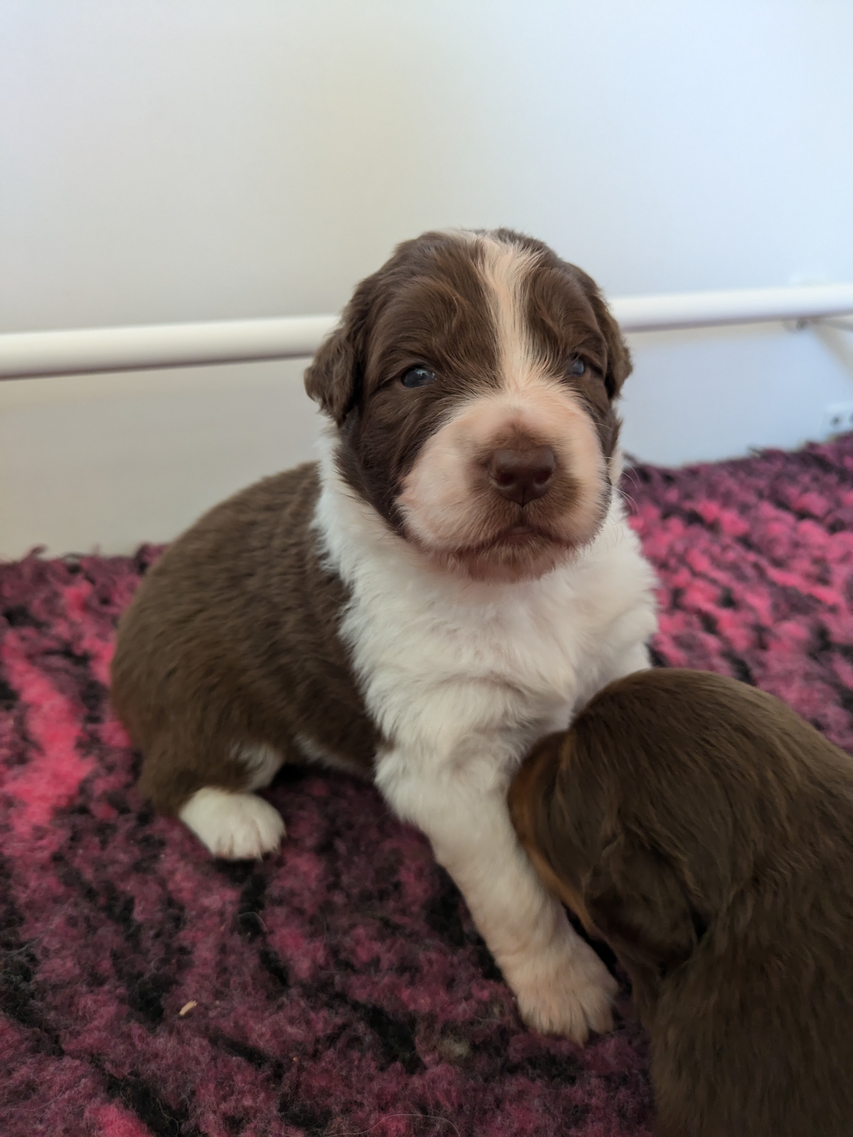 Femelle rouge bicolore à 2 semaines Photo d'un chiot berger australien, issue de la portée de Winnie et Réglisse, âgé de 2 semaines.