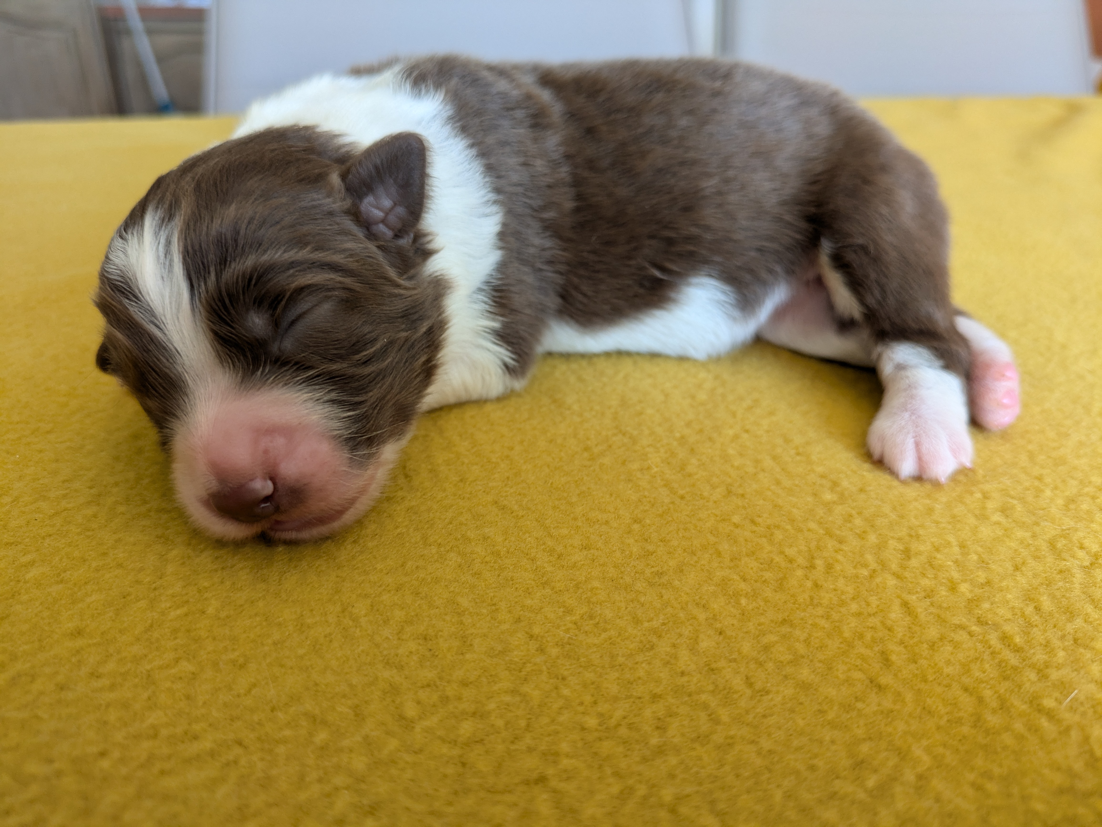 Femelle rouge bicolore à 4 jours Photo d'un chiot berger australien, issue de la portée de Winnie et Réglisse, âgé de 4 jours.