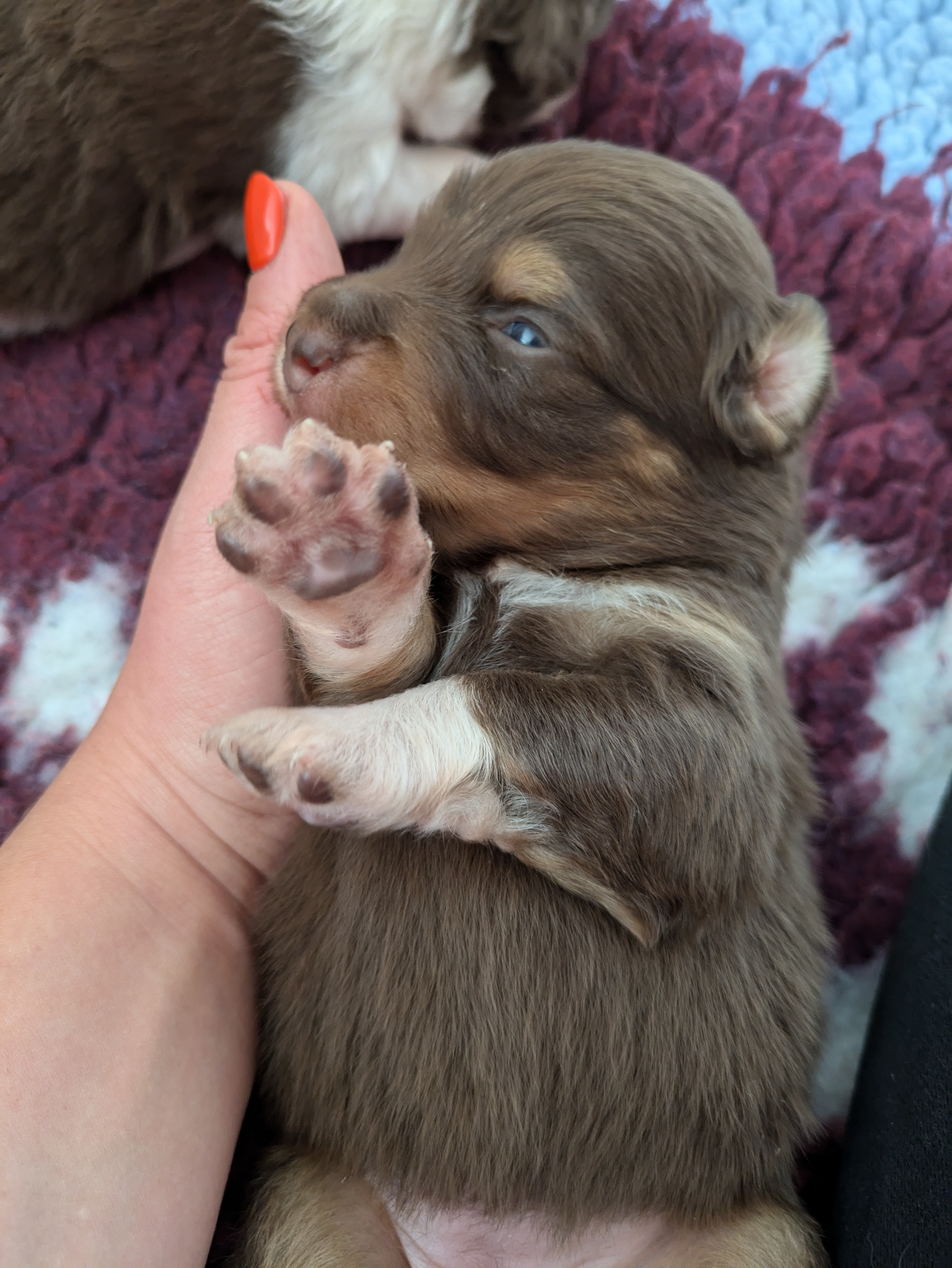 Femelle rouge tricolore à 2 semaines Photo d'un chiot berger australien, issue de la portée de Winnie et Réglisse, âgé de 2 semaines.