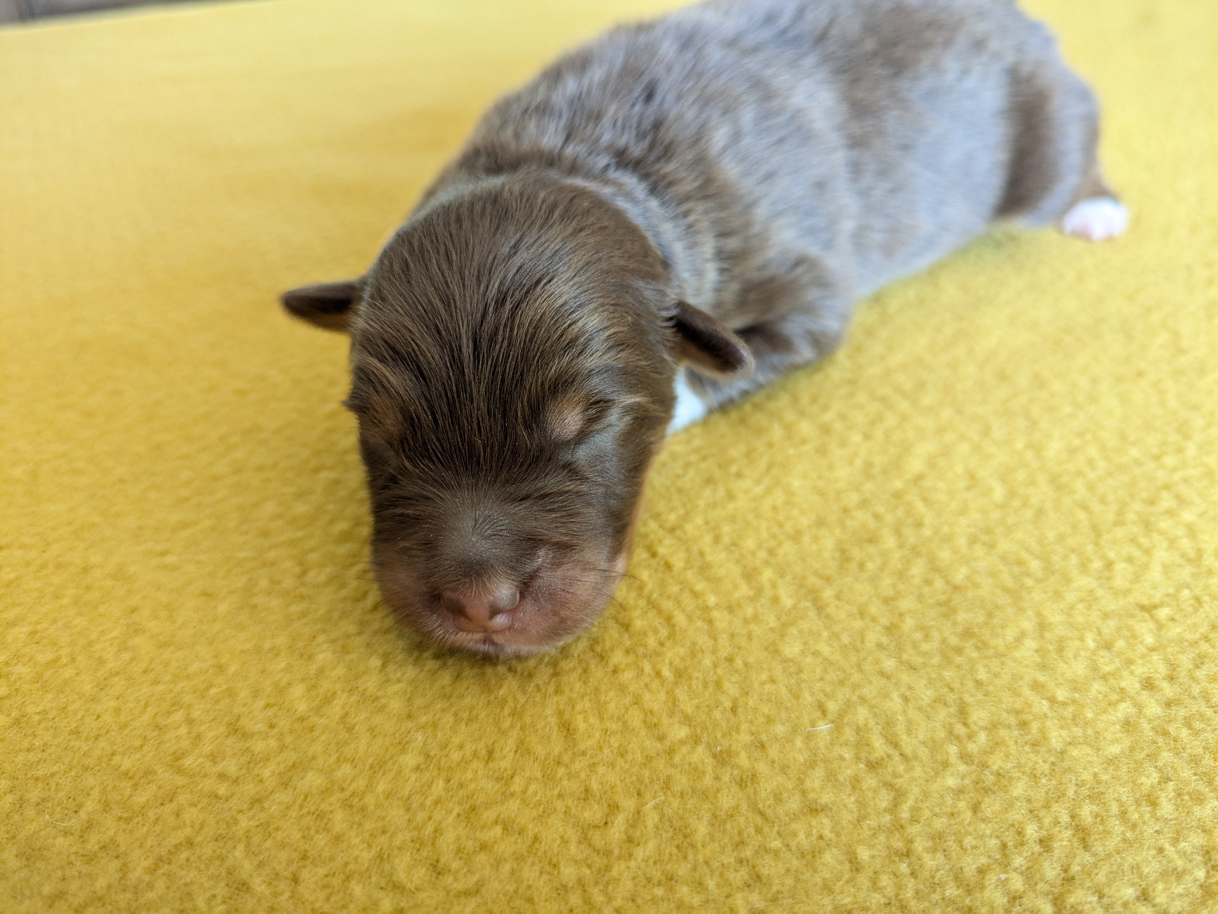 Femelle rouge tricolore à 4 jours Photo d'un chiot berger australien, issue de la portée de Winnie et Réglisse, âgé de 4 jours.