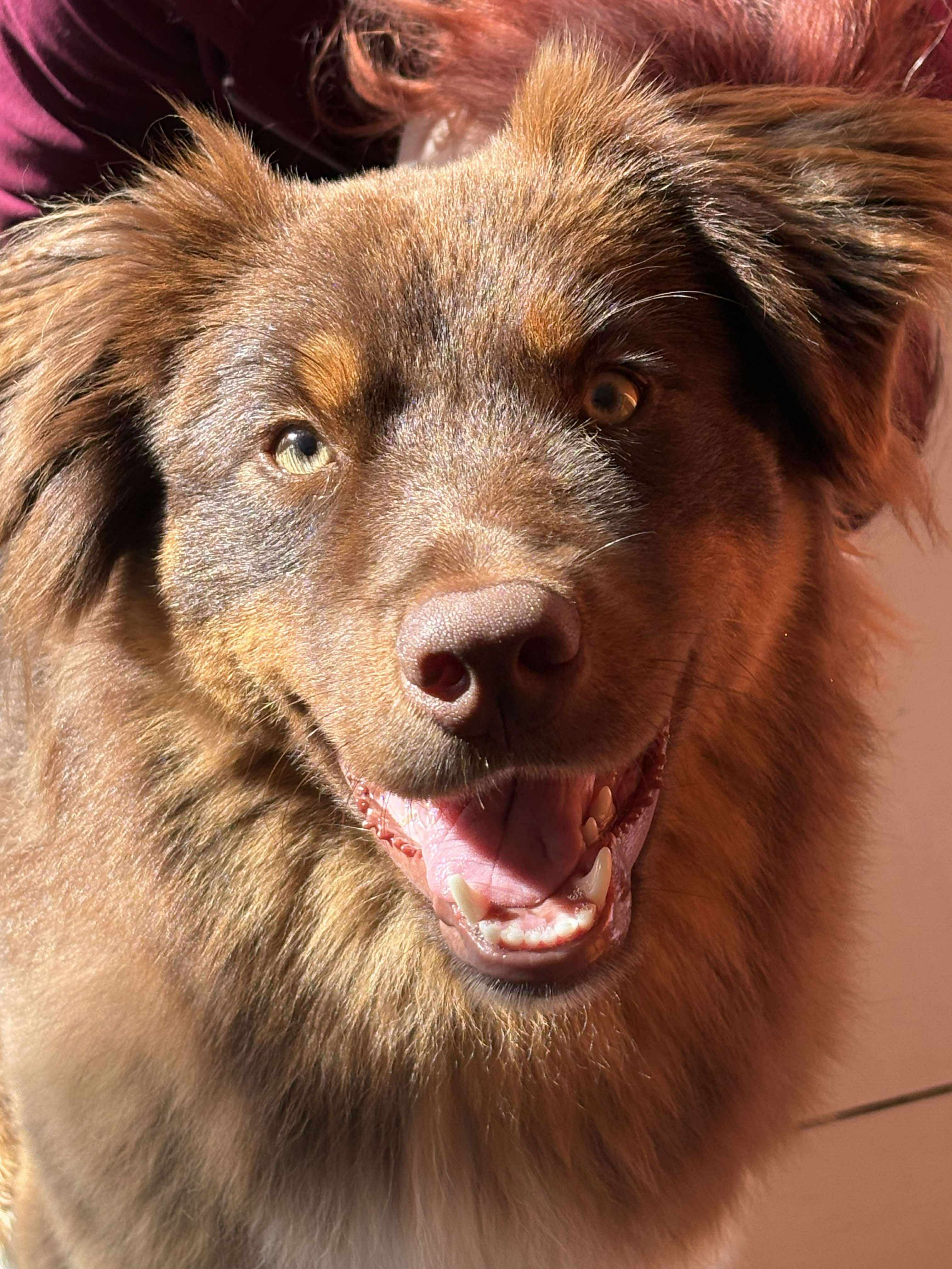 Photo d'un chiot berger australien, issue de la portée de Winnie et Réglisse.