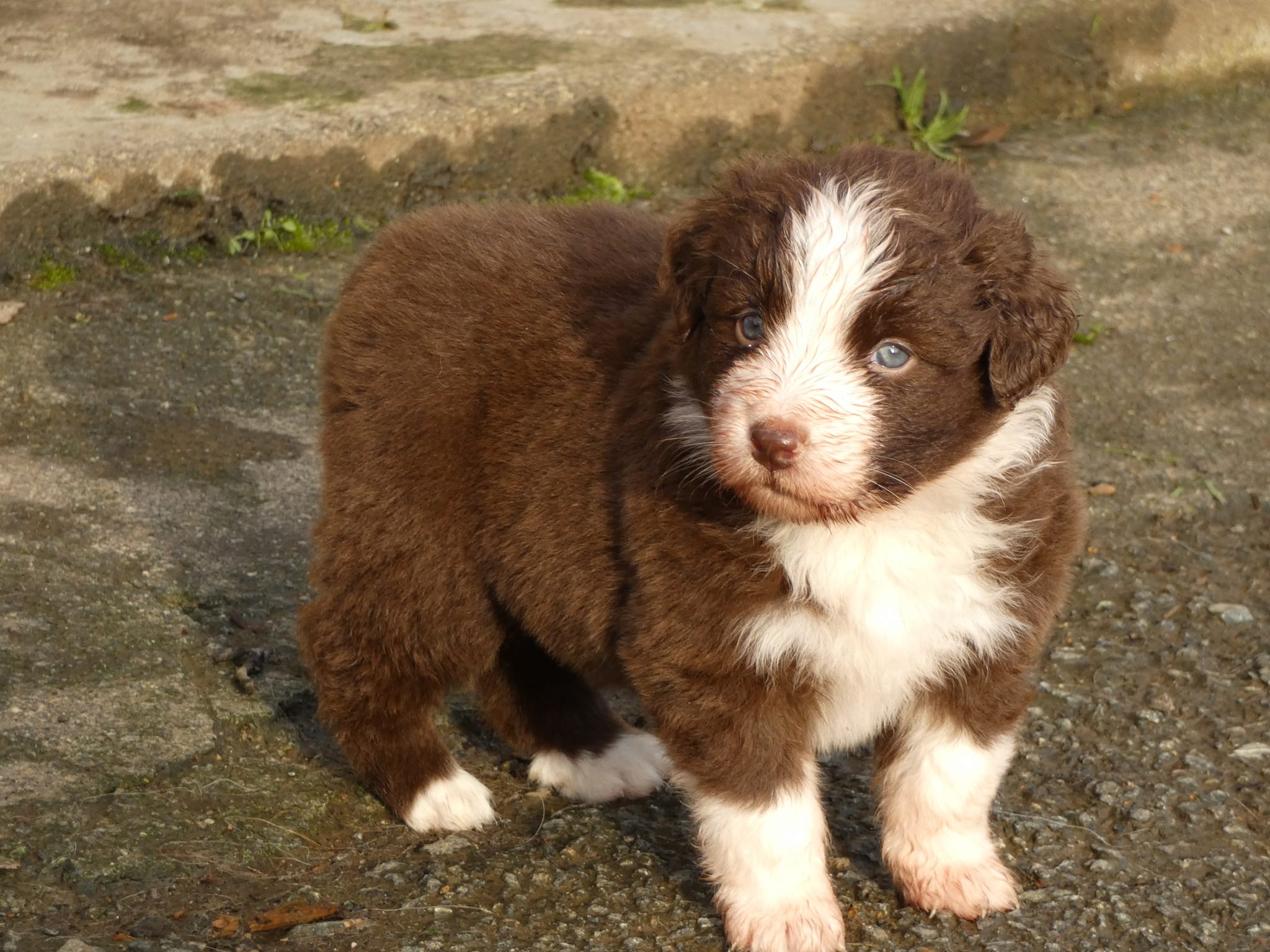 Femelle rouge bicolore à 5 semaines Photo d'un chiot berger australien, issue de la portée de Winnie et Réglisse, âgé de 5 semaines.
