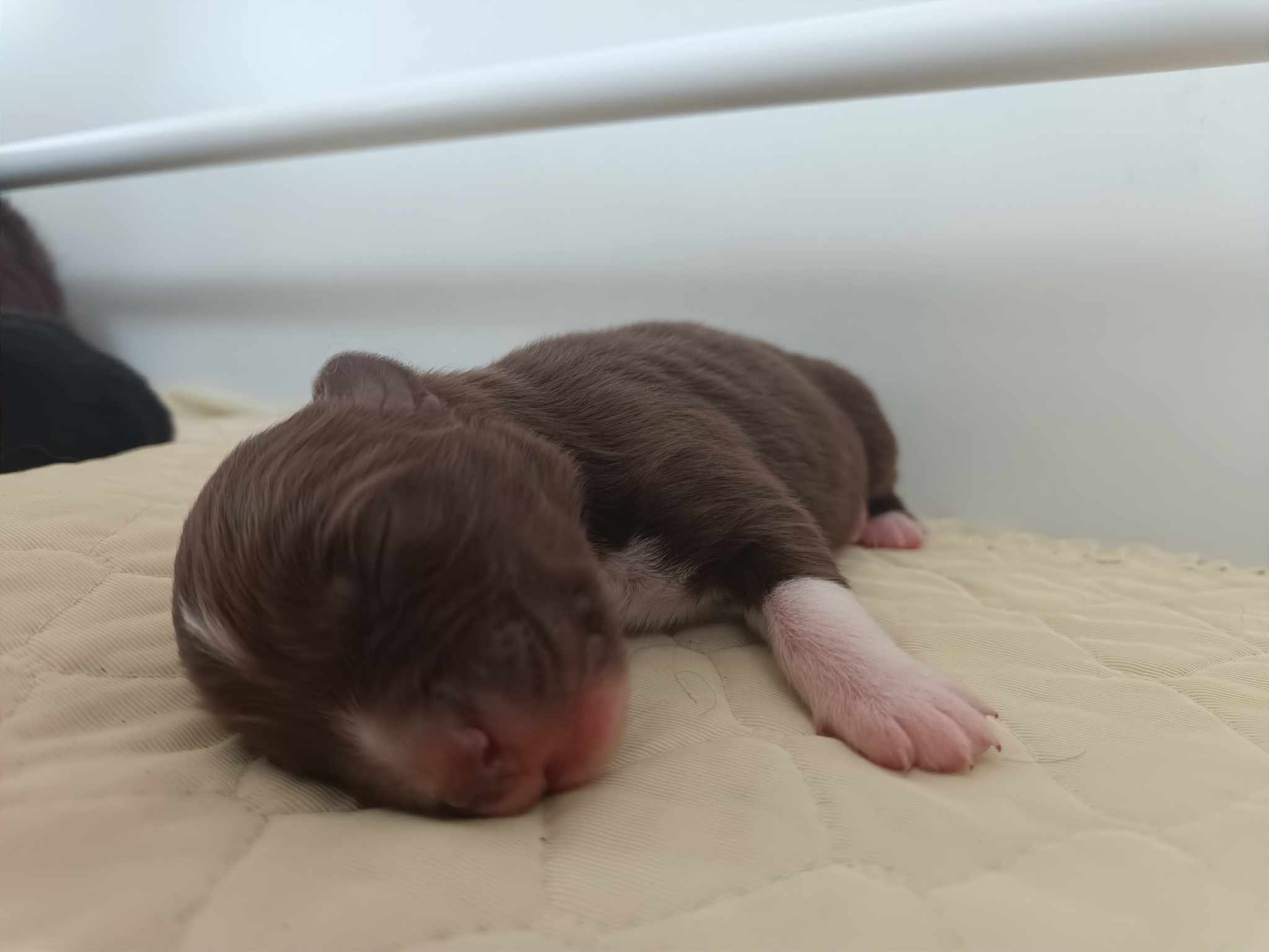 Femelle noire bicolore à quelques jours Photo d'un chiot berger australien, issue de la portée de Winnie et Réglisse, âgé de quelques jours.