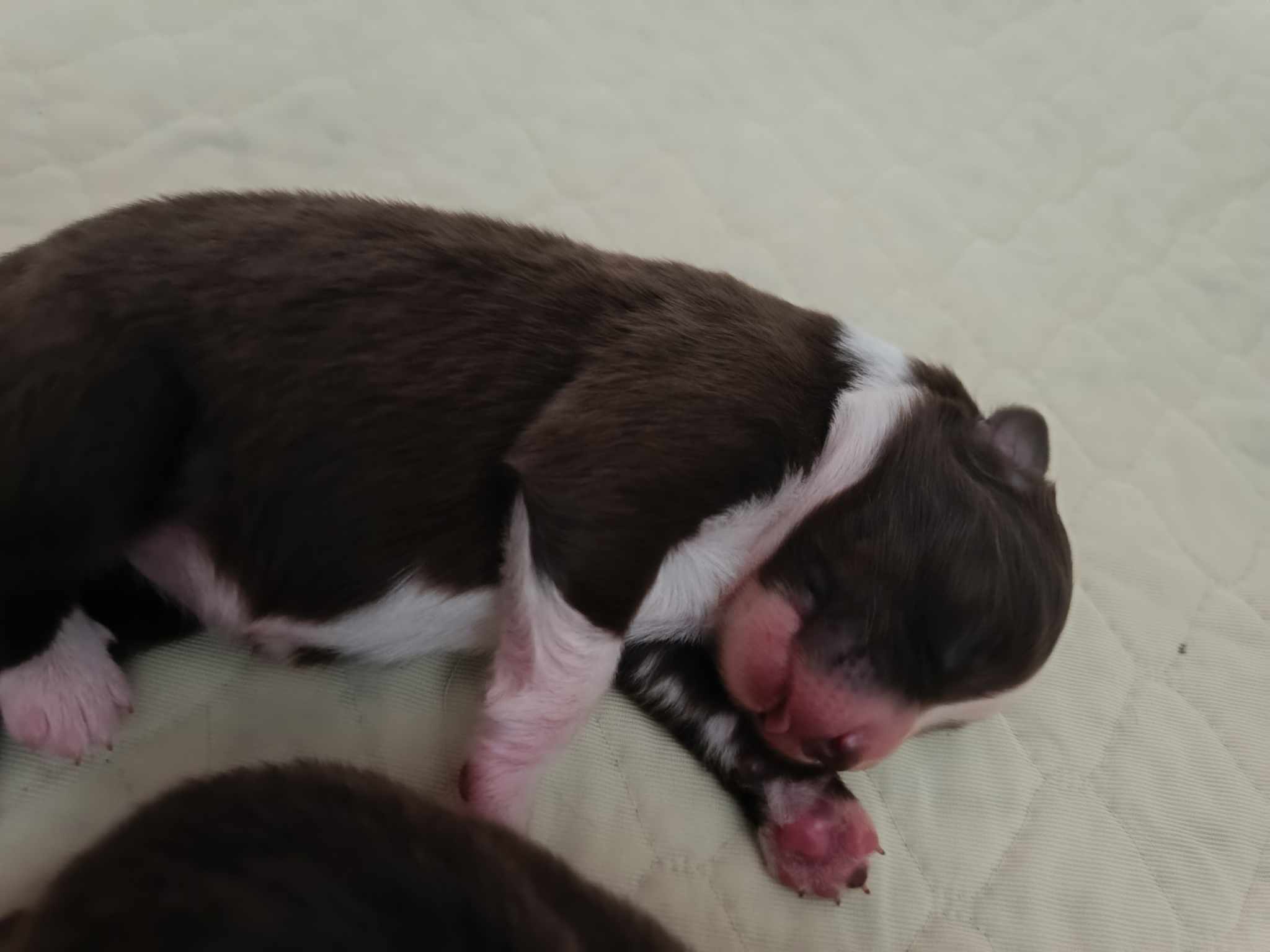 Femelle noire bicolore à quelques jours Photo d'un chiot berger australien, issue de la portée de Winnie et Réglisse, âgé de quelques jours.