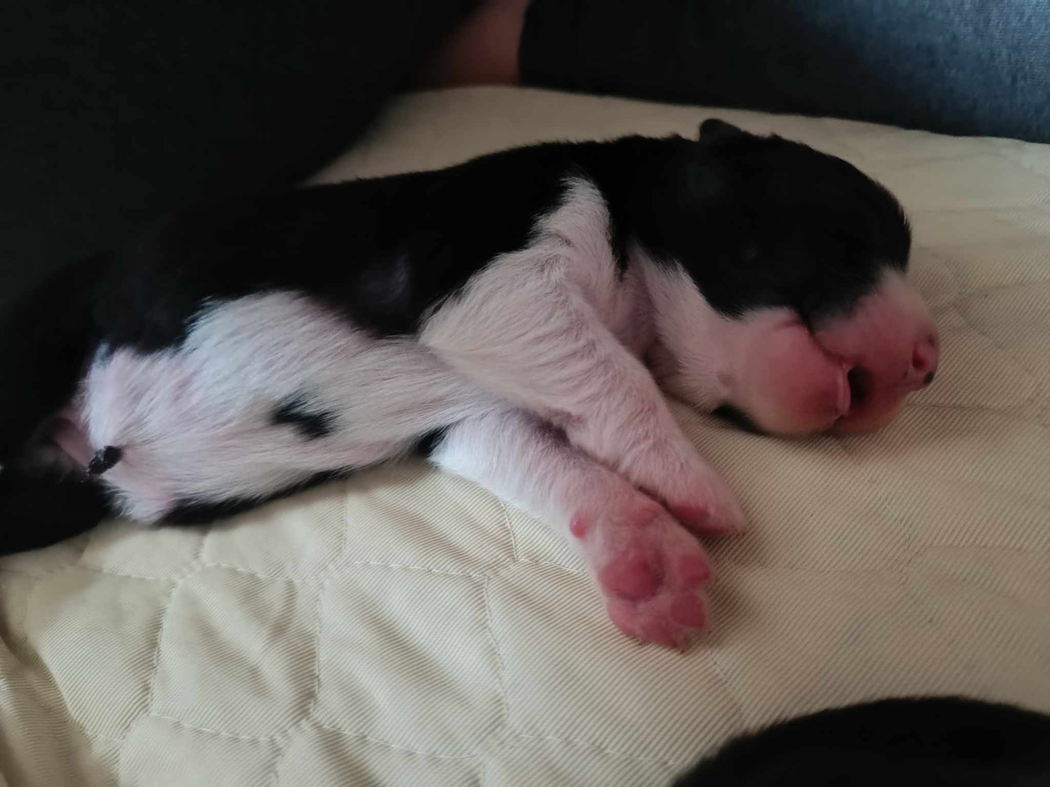 Femelle noire bicolore à quelques jours Photo d'un chiot berger australien, issue de la portée de Winnie et Réglisse, âgé de quelques jours.