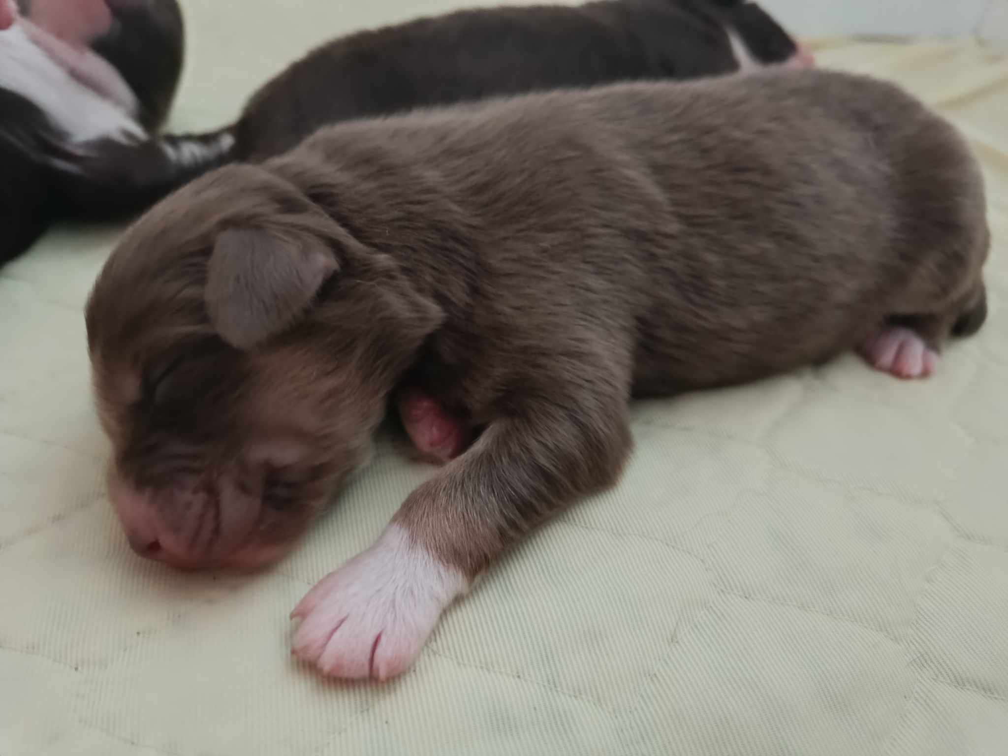Femelle noire bicolore à quelques jours Photo d'un chiot berger australien, issue de la portée de Winnie et Réglisse, âgé de quelques jours.