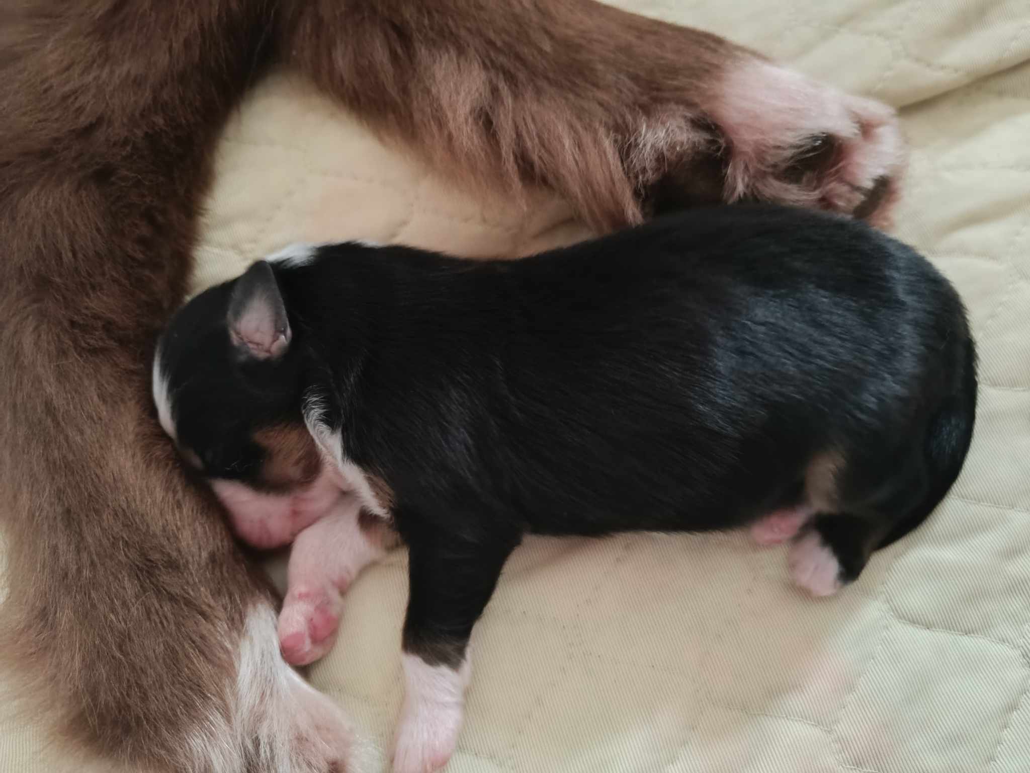 Femelle noire bicolore à quelques jours Photo d'un chiot berger australien, issue de la portée de Winnie et Réglisse, âgé de quelques jours.