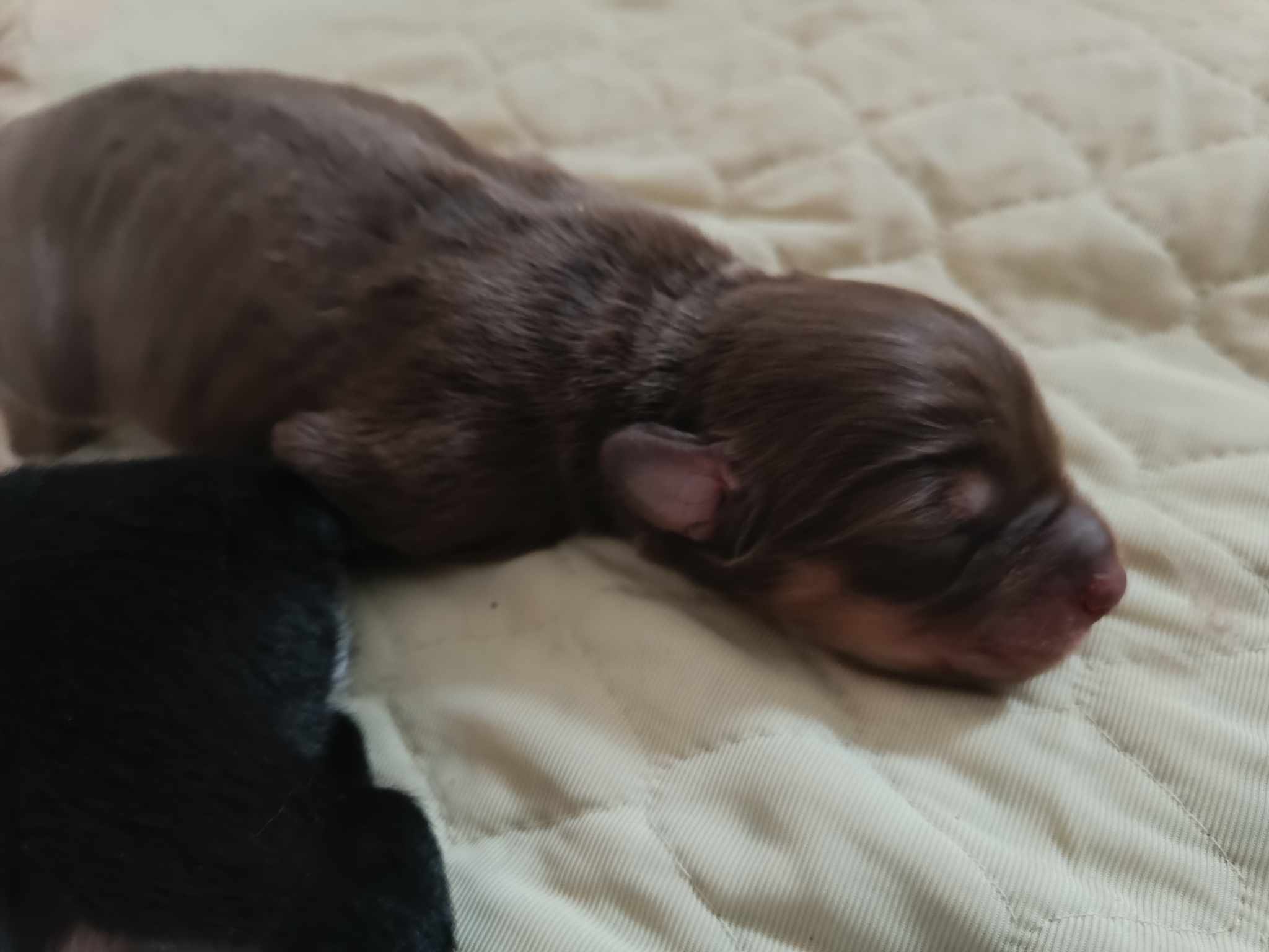 Femelle rouge tricolore à quelques jours Photo d'un chiot berger australien, issue de la portée de Winnie et Réglisse, âgé de quelques jours.