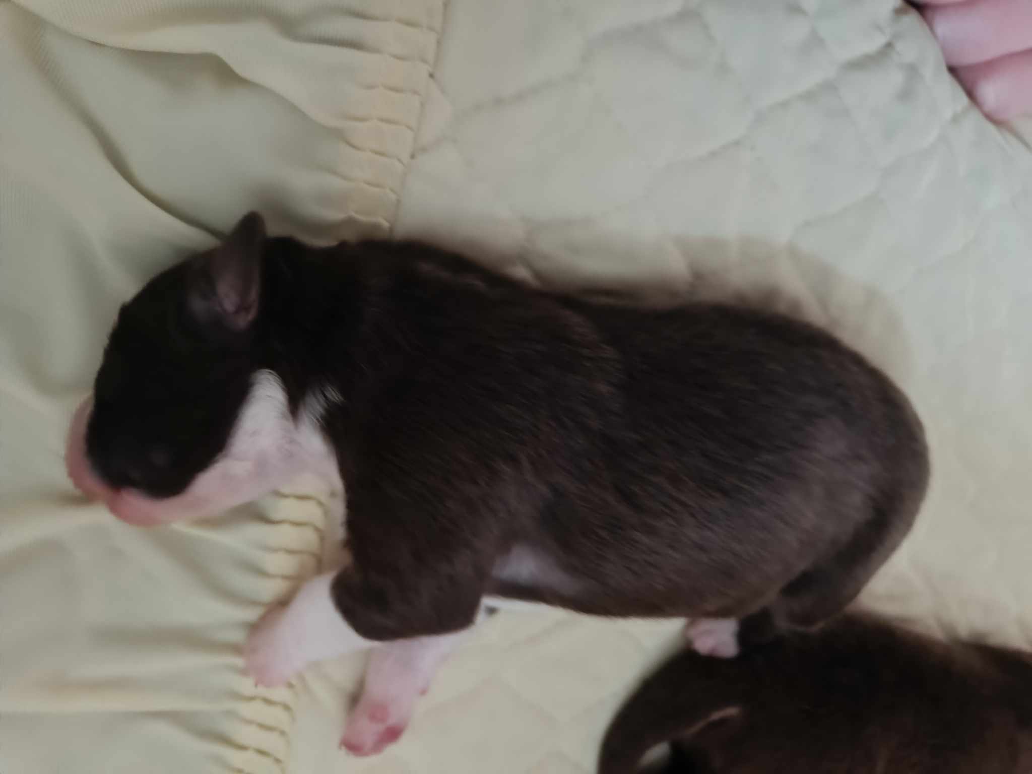 Femelle rouge bicolore à quelques jours Photo d'un chiot berger australien, issue de la portée de Winnie et Réglisse, âgé de quelques jours.