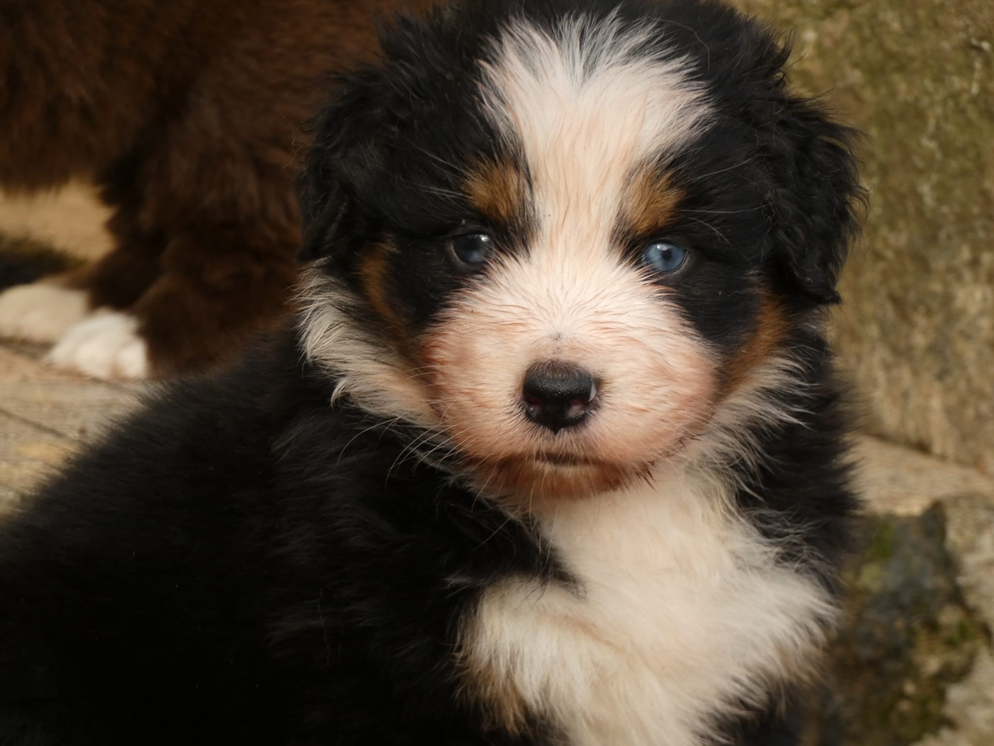 Mâle noir tricolore à 5 semaines Photo d'un chiot berger australien, issue de la portée de Winnie et Réglisse, âgé de 5 semaines.